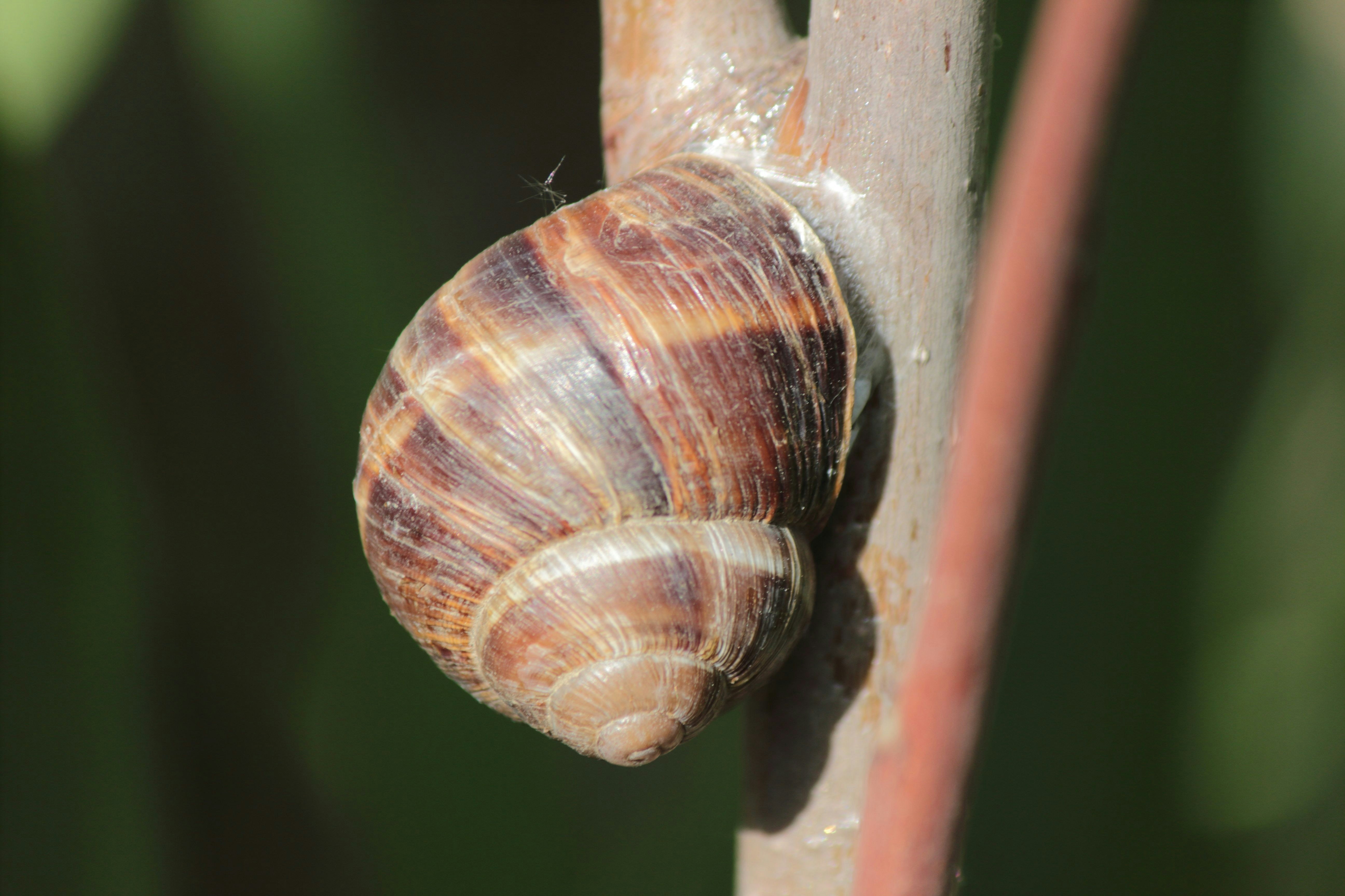 Photo by cengizozarpat