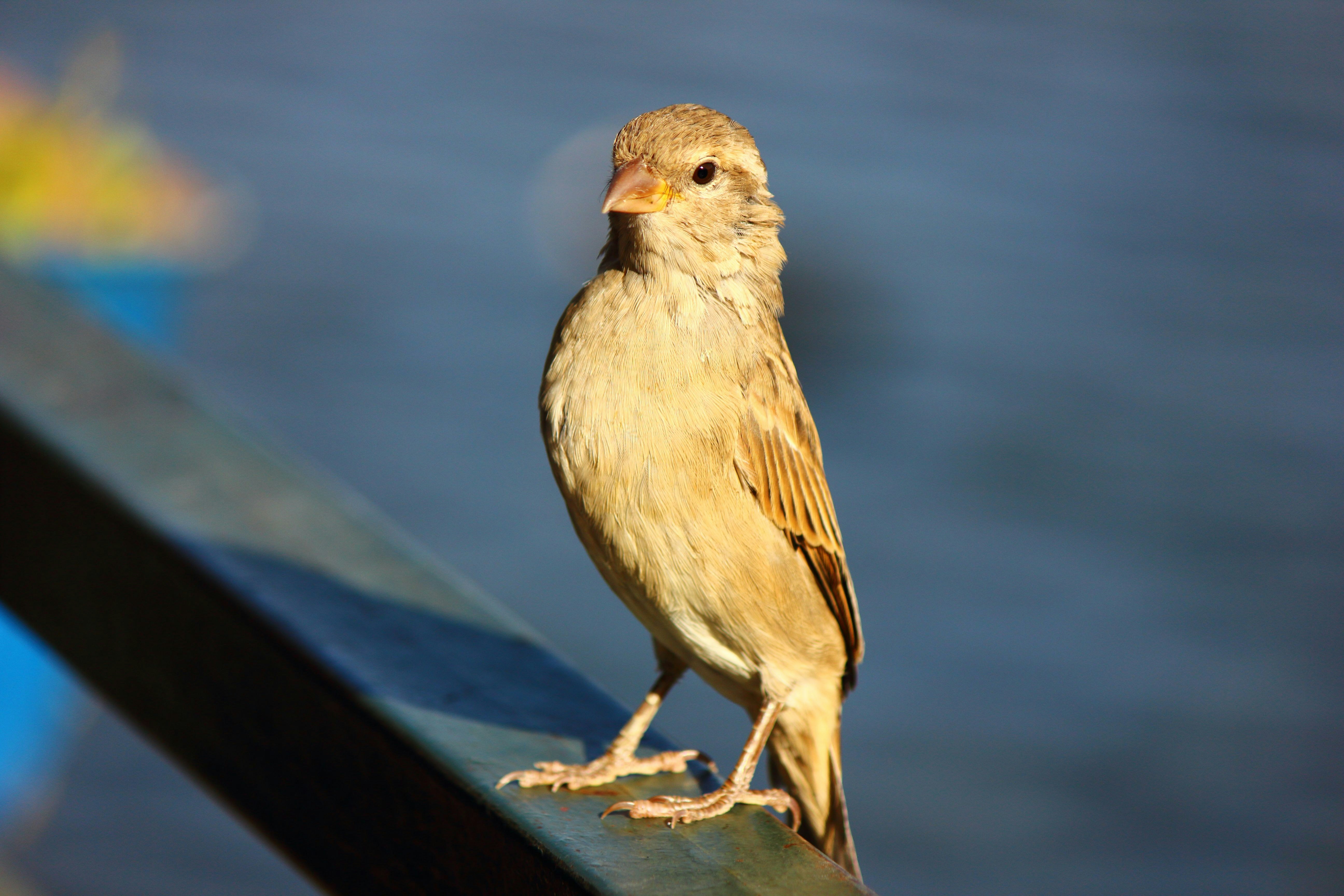 Photo by cengizozarpat