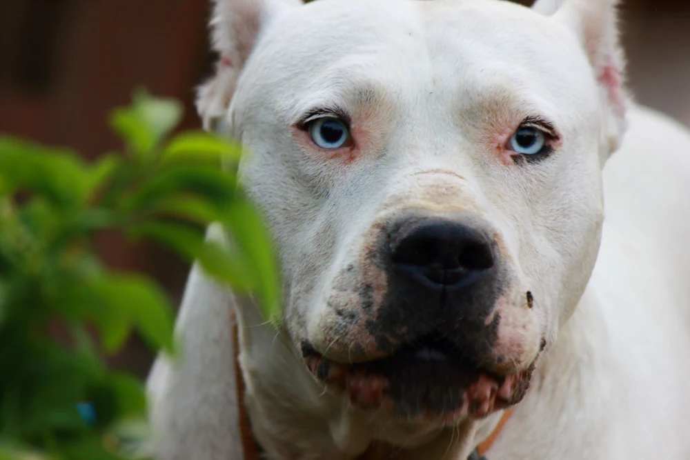 Dogo Argentino, photo 4