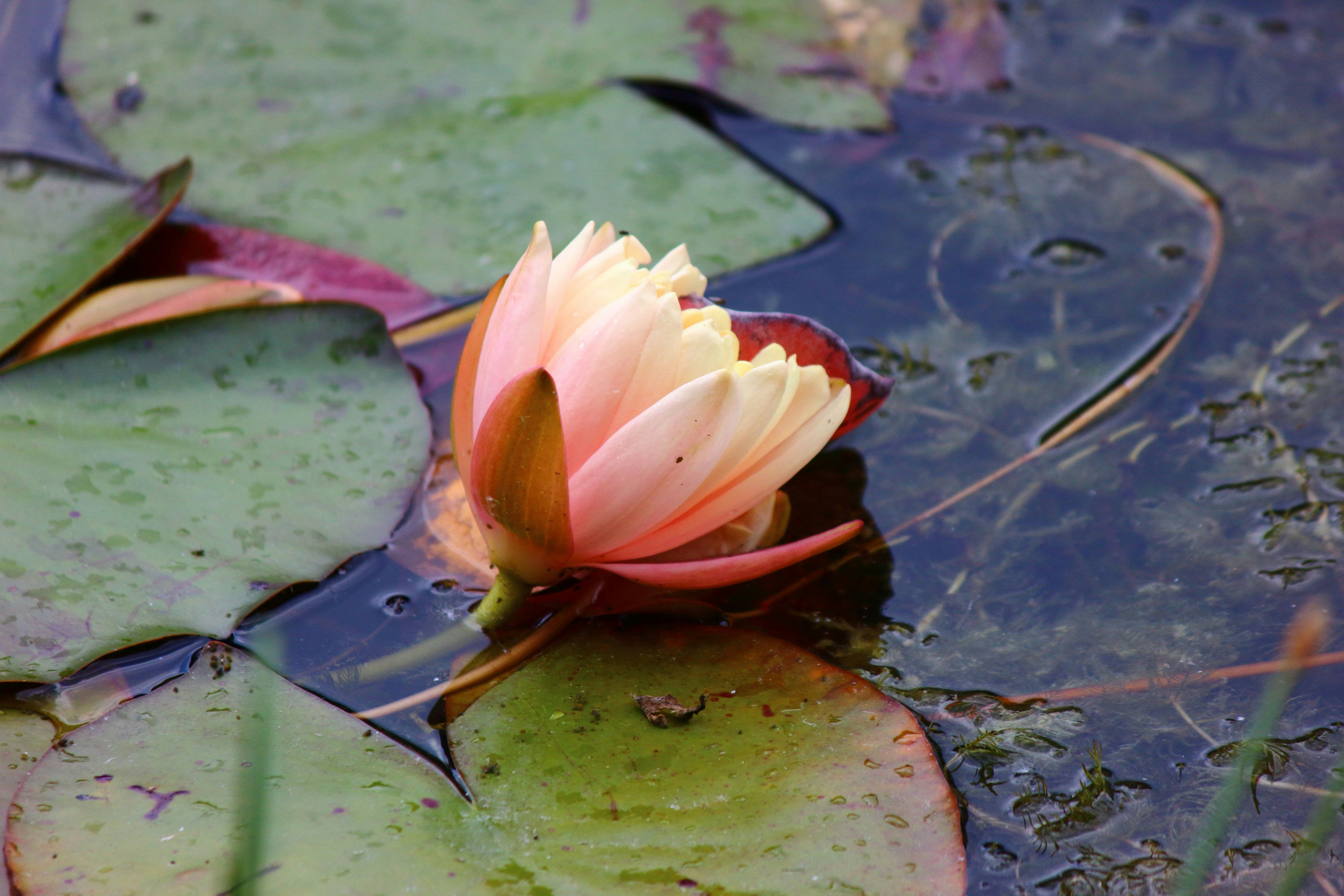 Photo by cengizozarpat