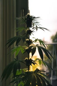 Freedom Social Club Madrid | Club cannabis Madrid, Blog