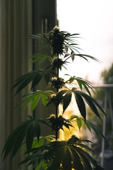 La legalidad del autocultivo en España