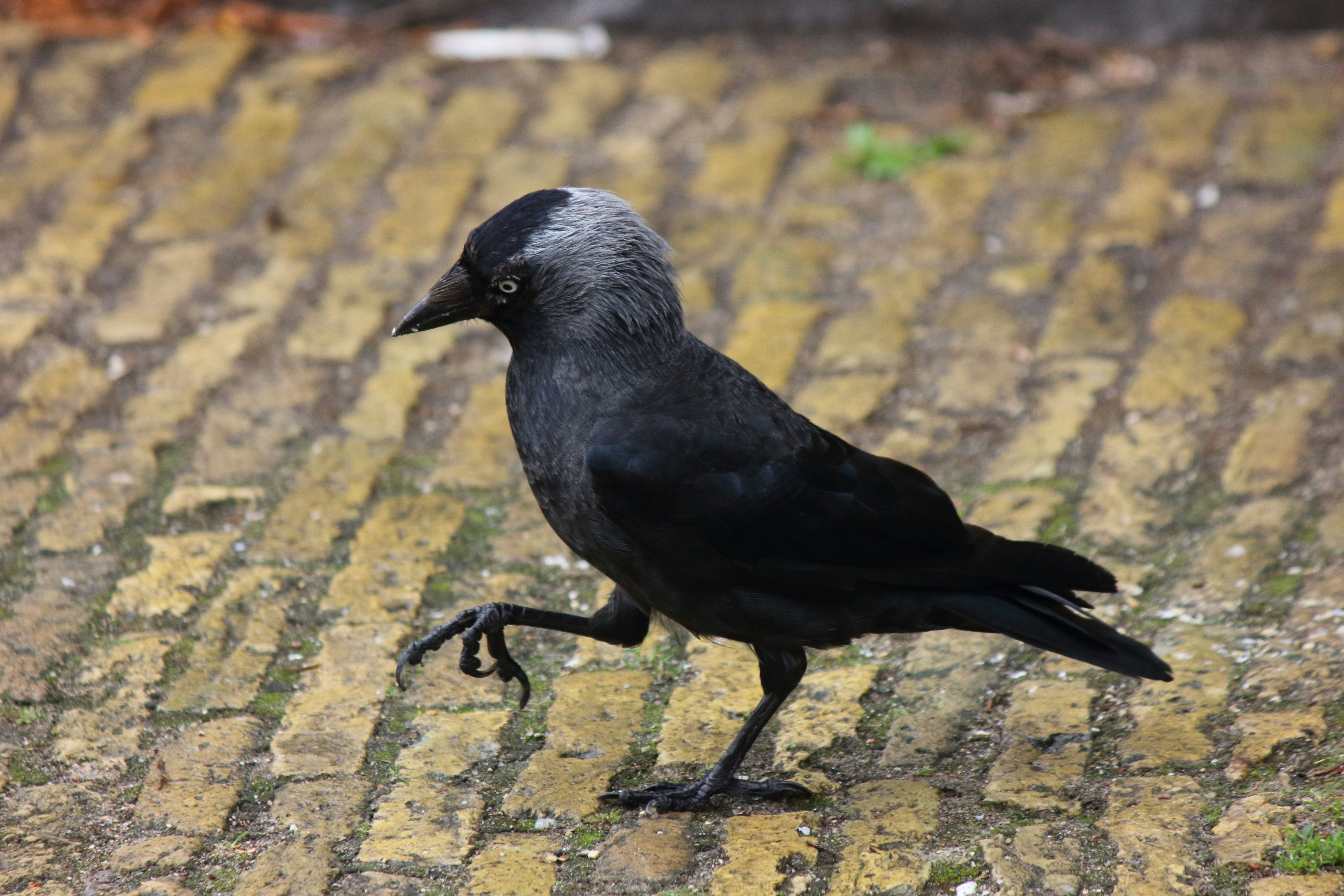 Photo by cengizozarpat