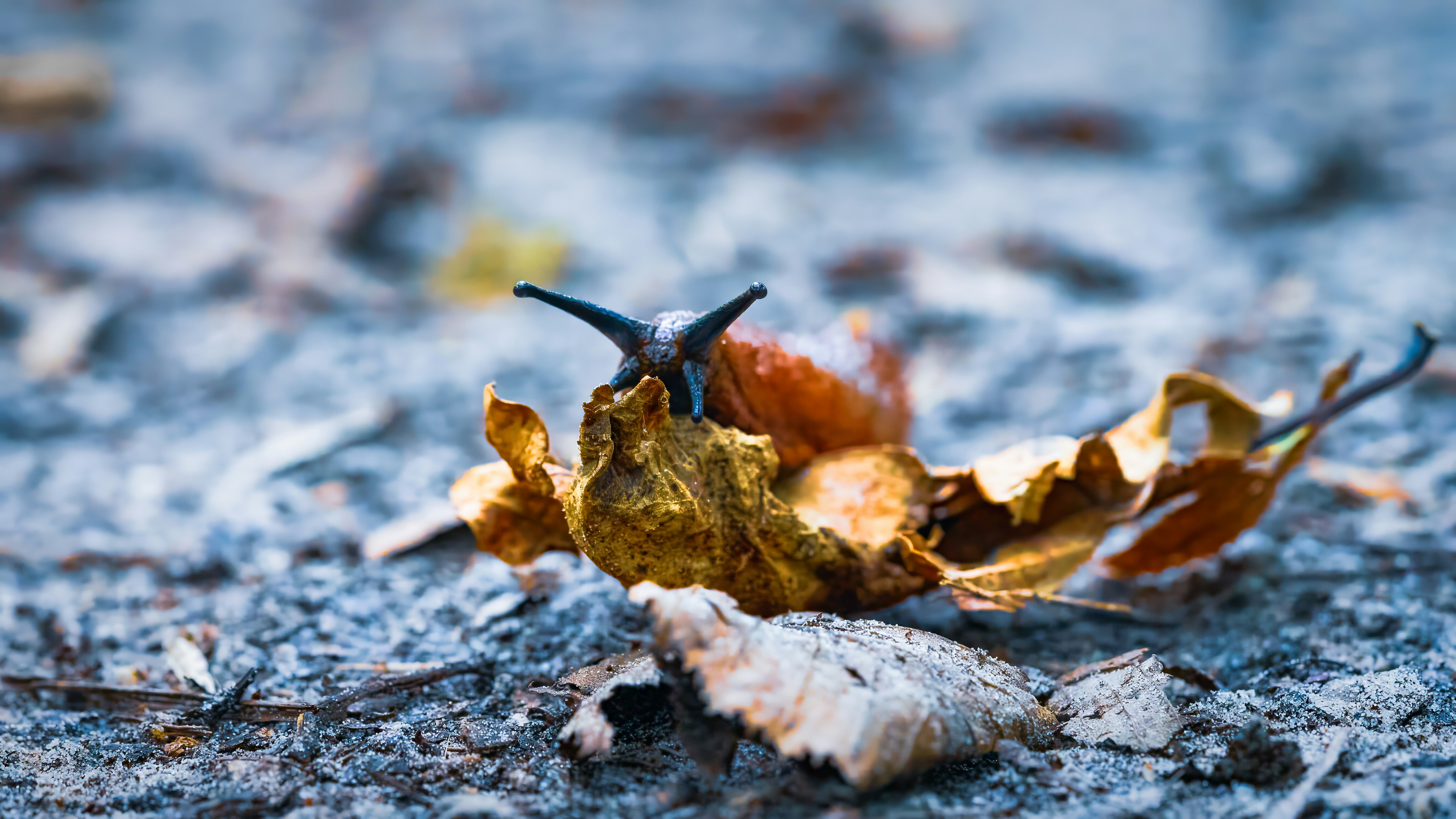 Photo by nicotouchgrass