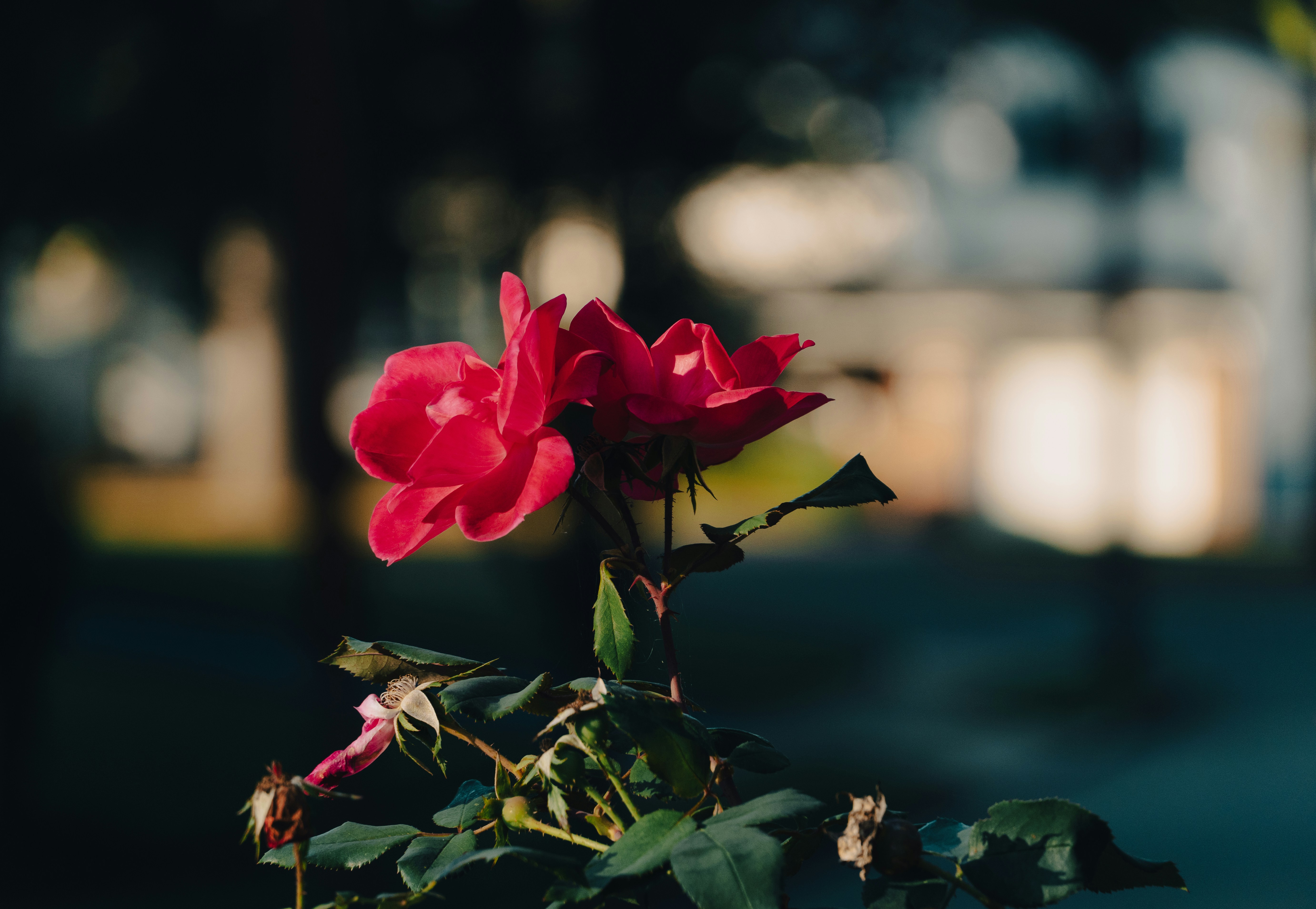 Photo by seandogjani