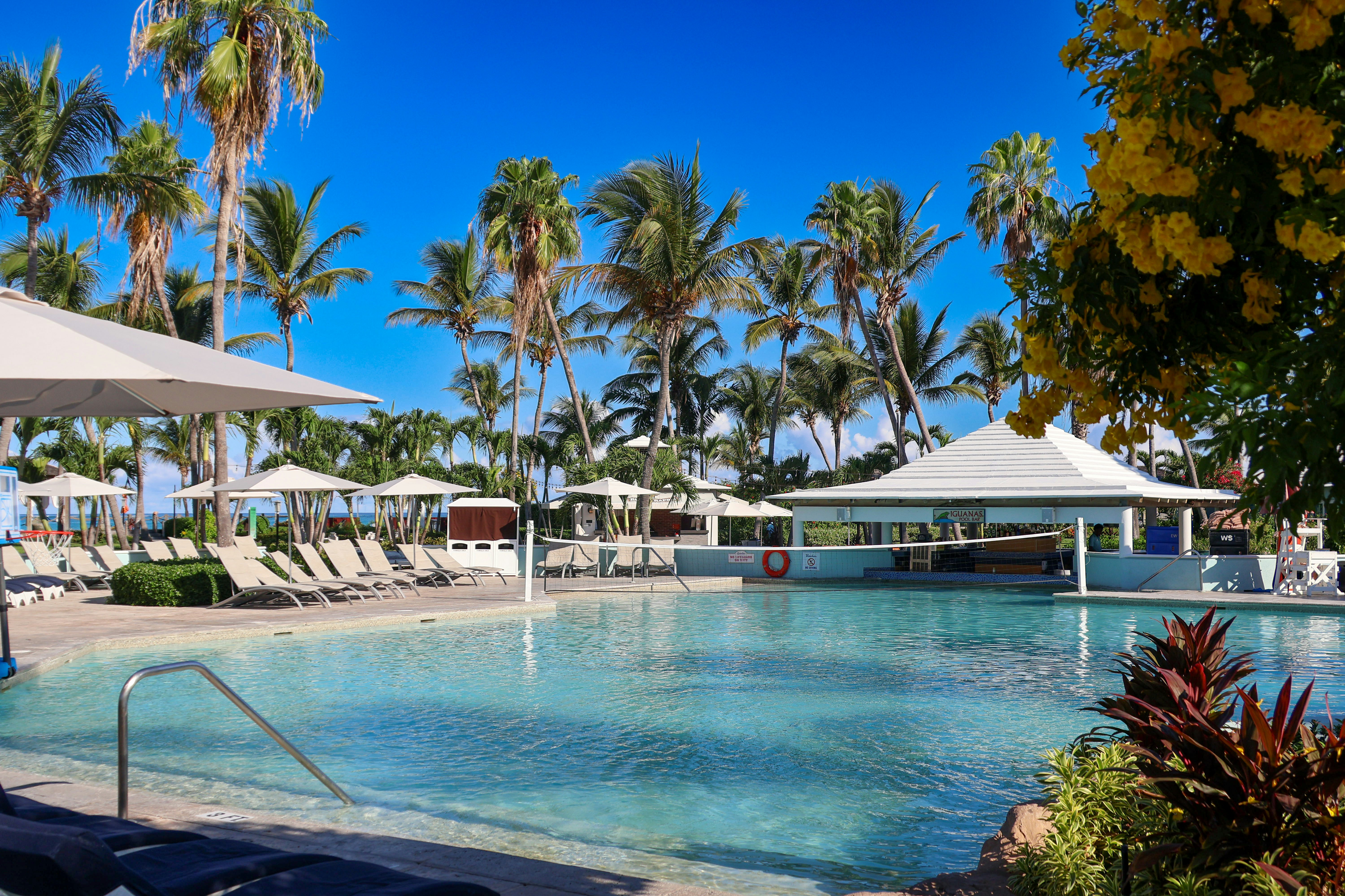 A large swimming pool surrounded by palm trees