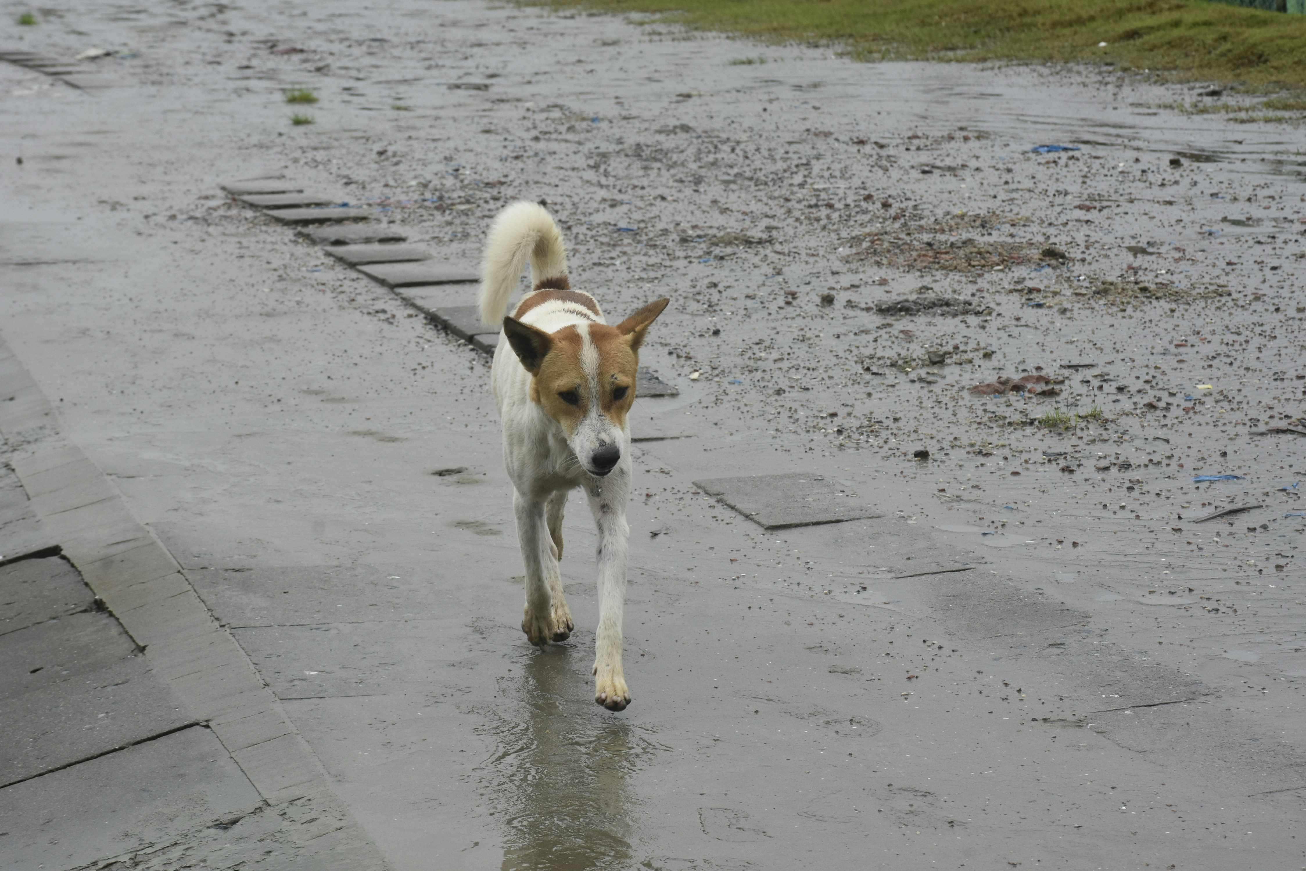 A dog walking in the rain on a street