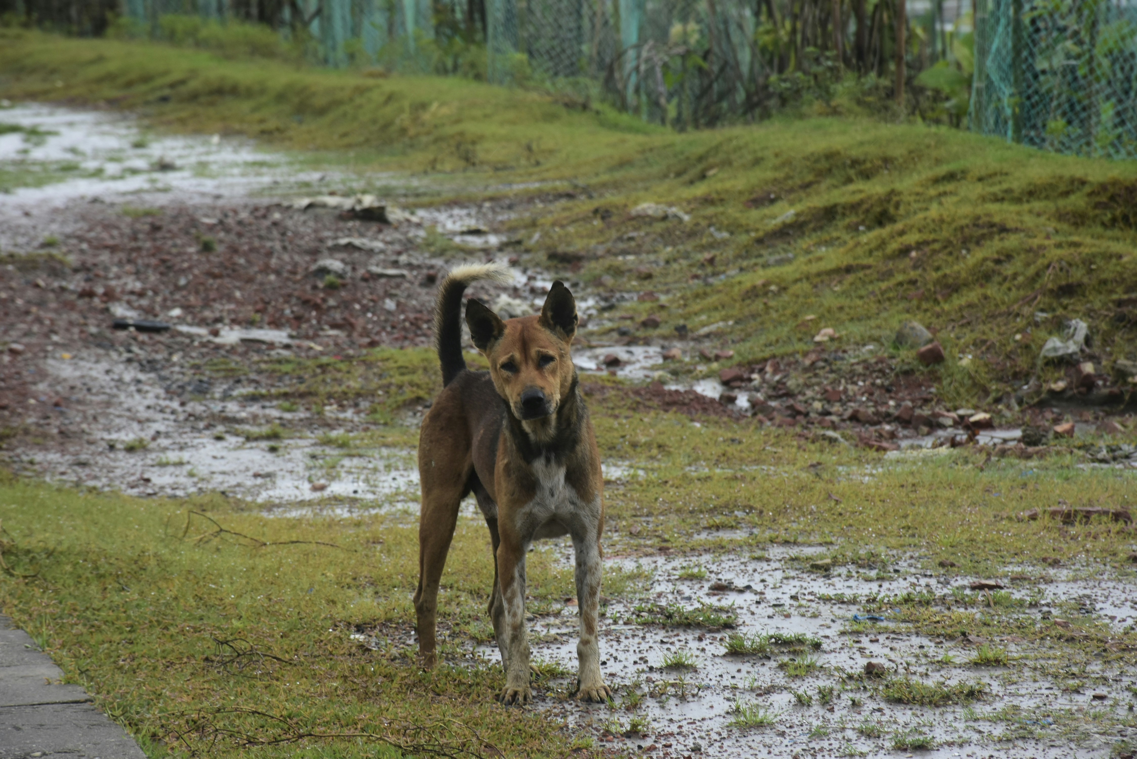 A dog that is standing in the grass