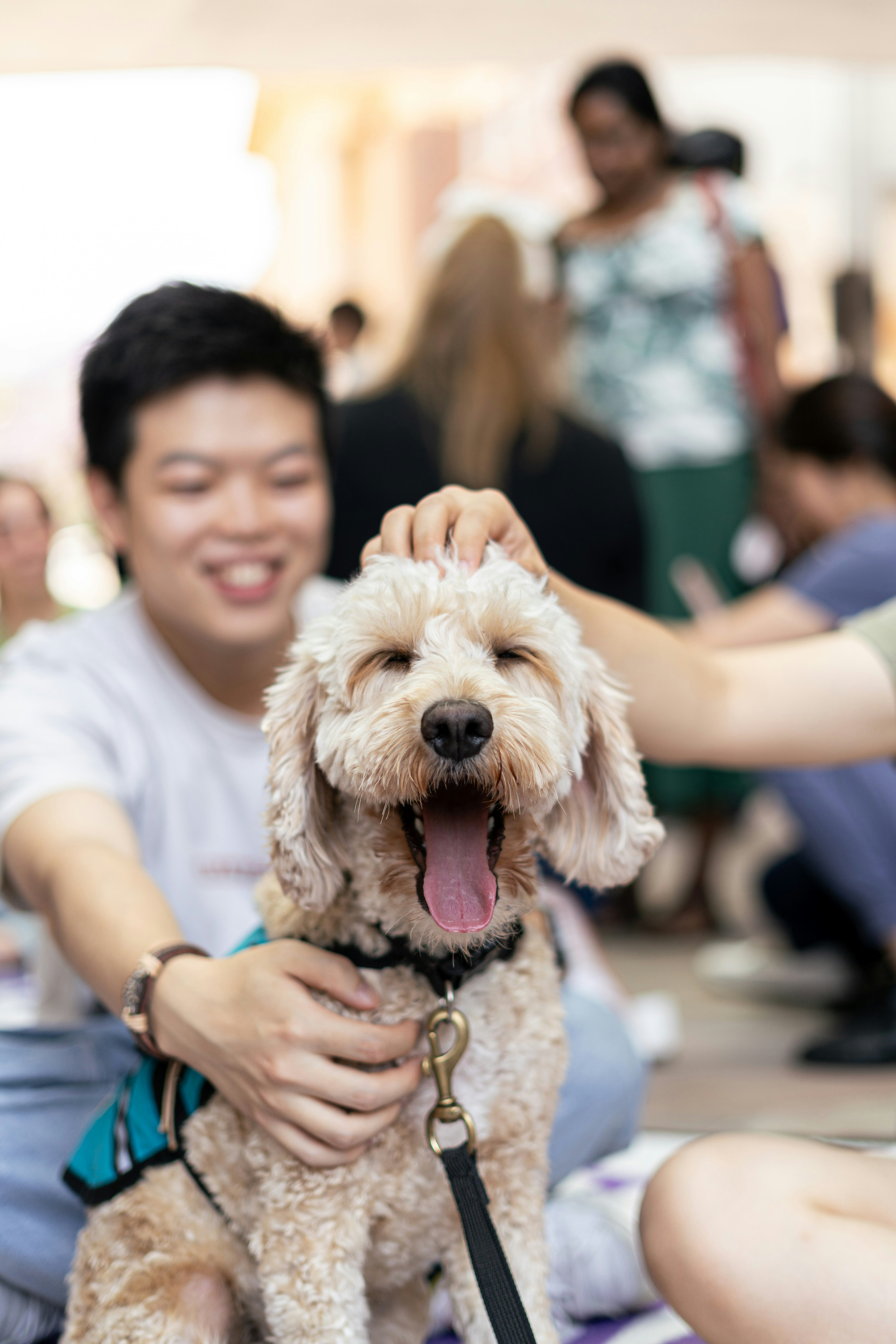 A dog is being petted by a person