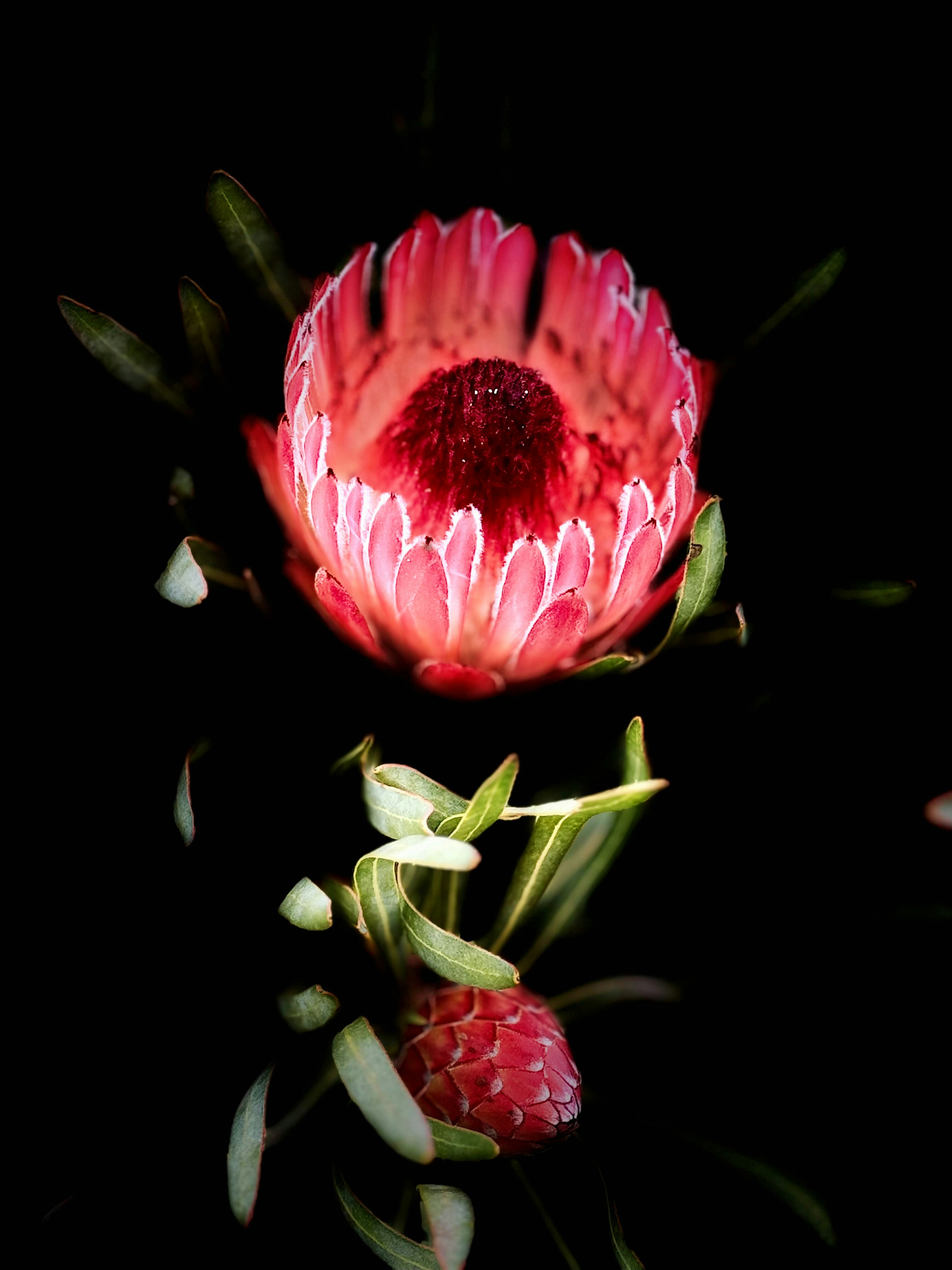 A pink flower with green leaves on a black background