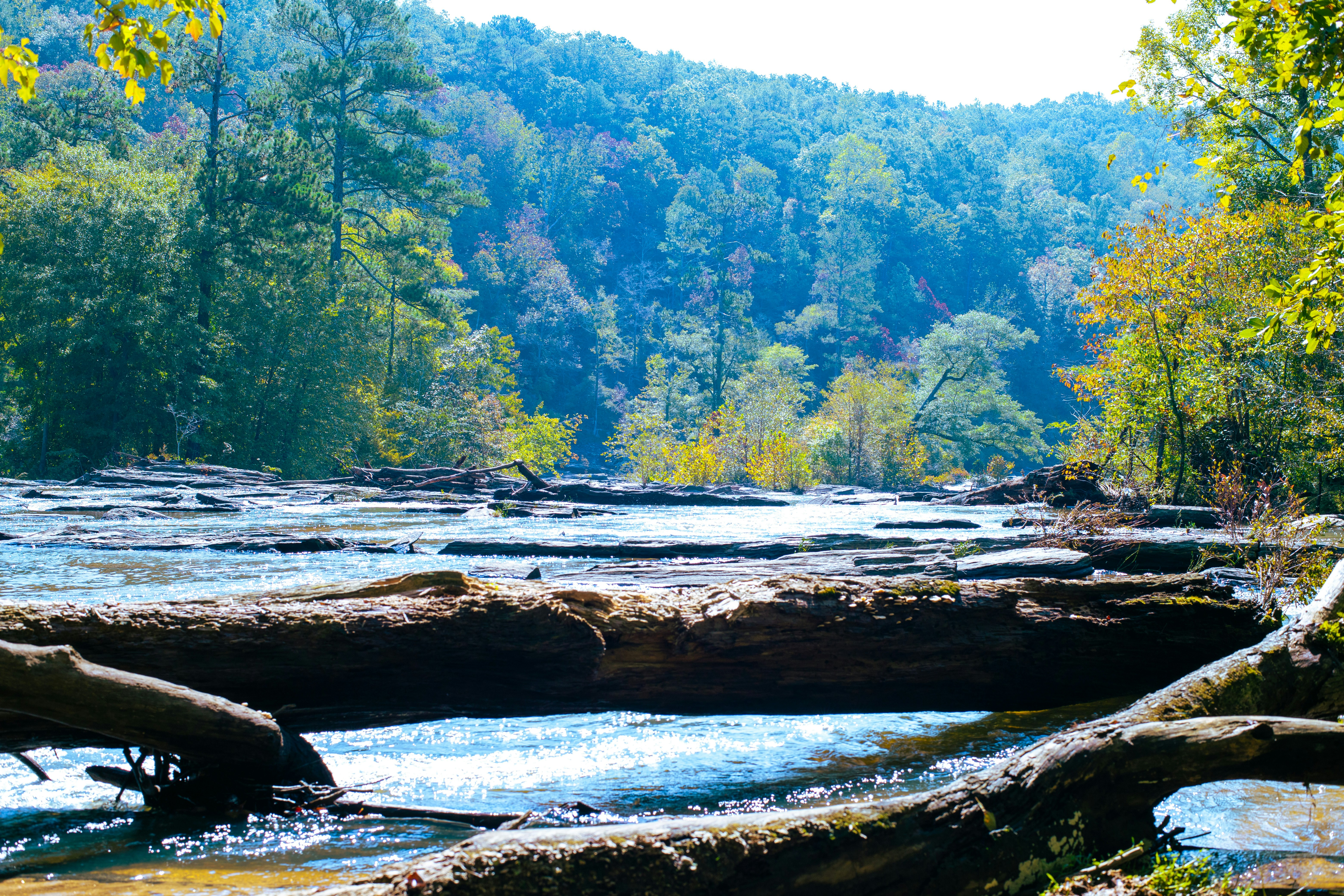 Ein Fluss, der durch einen Wald mit vielen Bäumen fließt