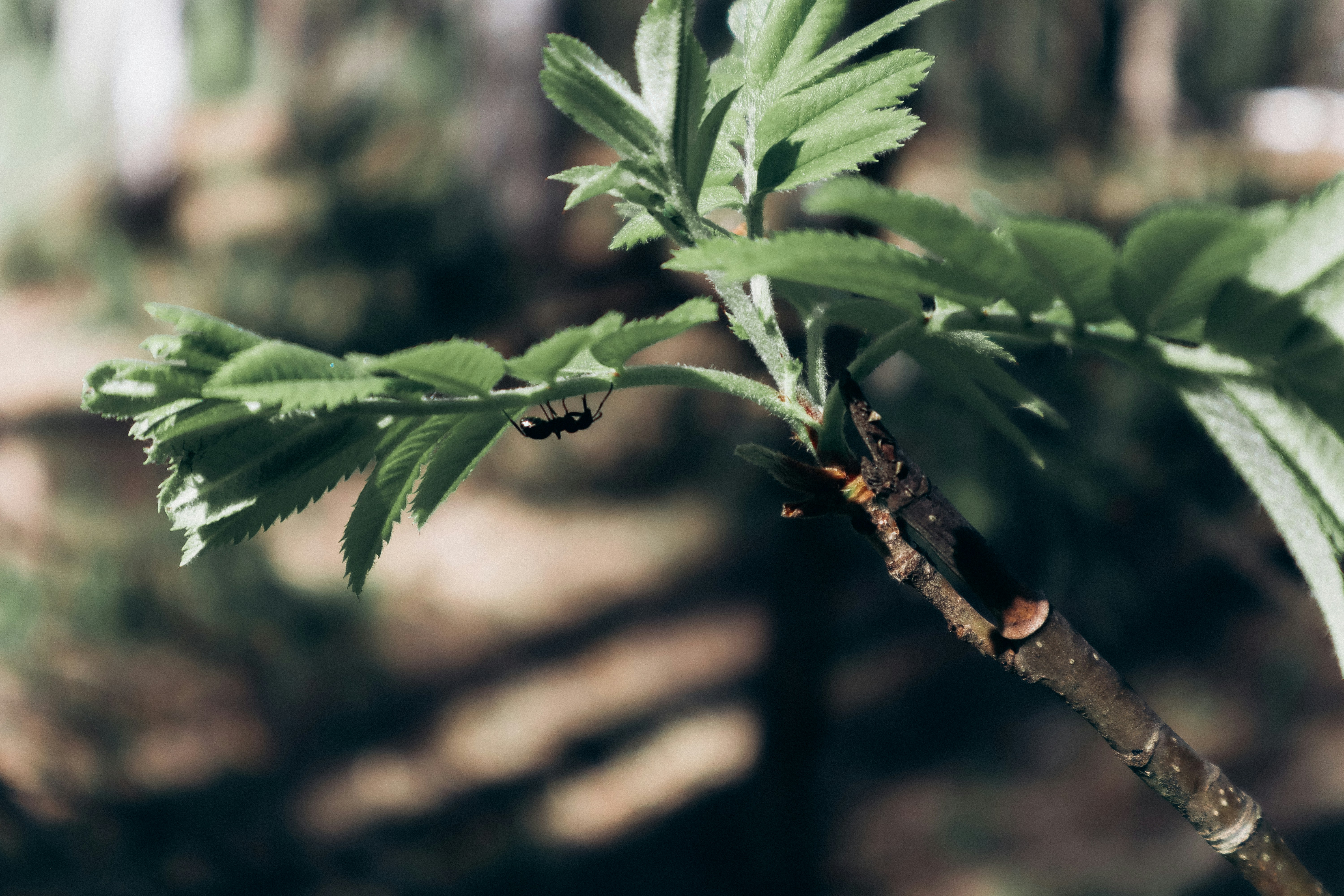 Photo by milagrachova