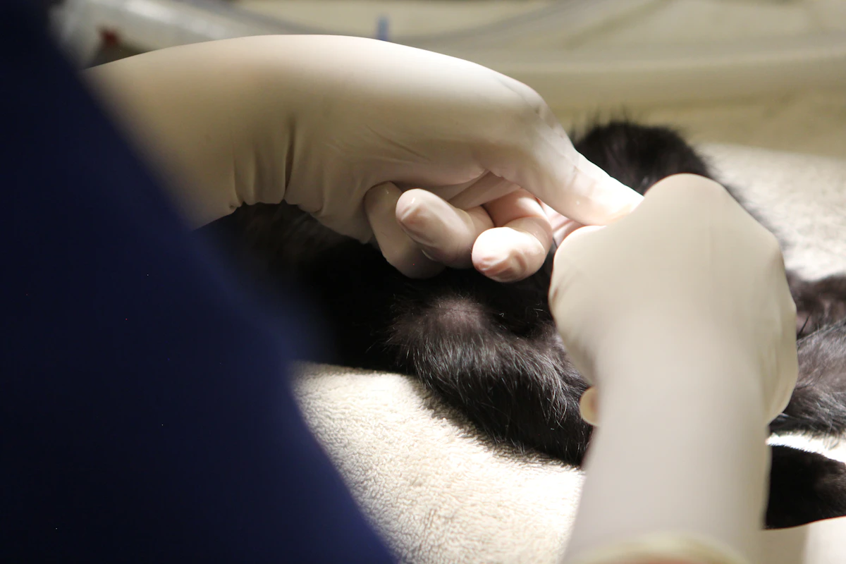 Eliminate Vet Intake Delays in 2026 [Workflow Recipe]