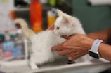 A person holding a small white kitten in their hands