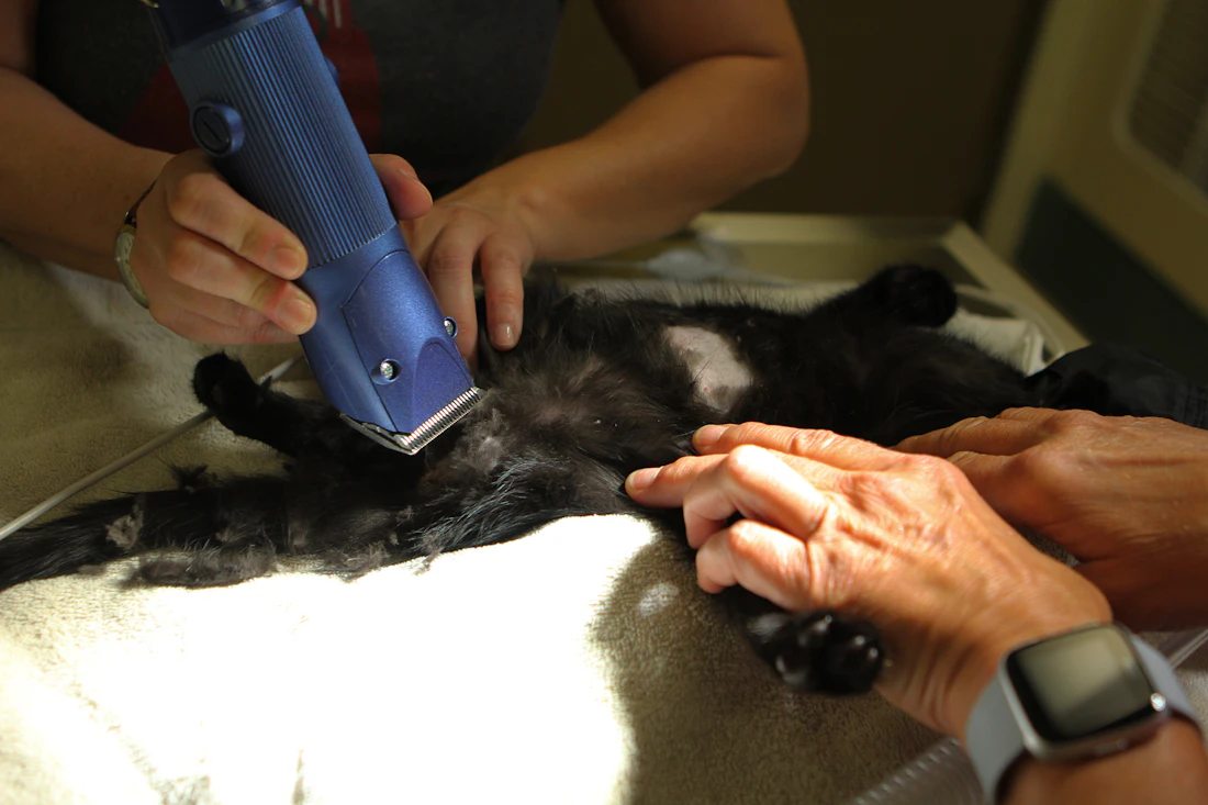 A groomer gently clipping a black cat's coat