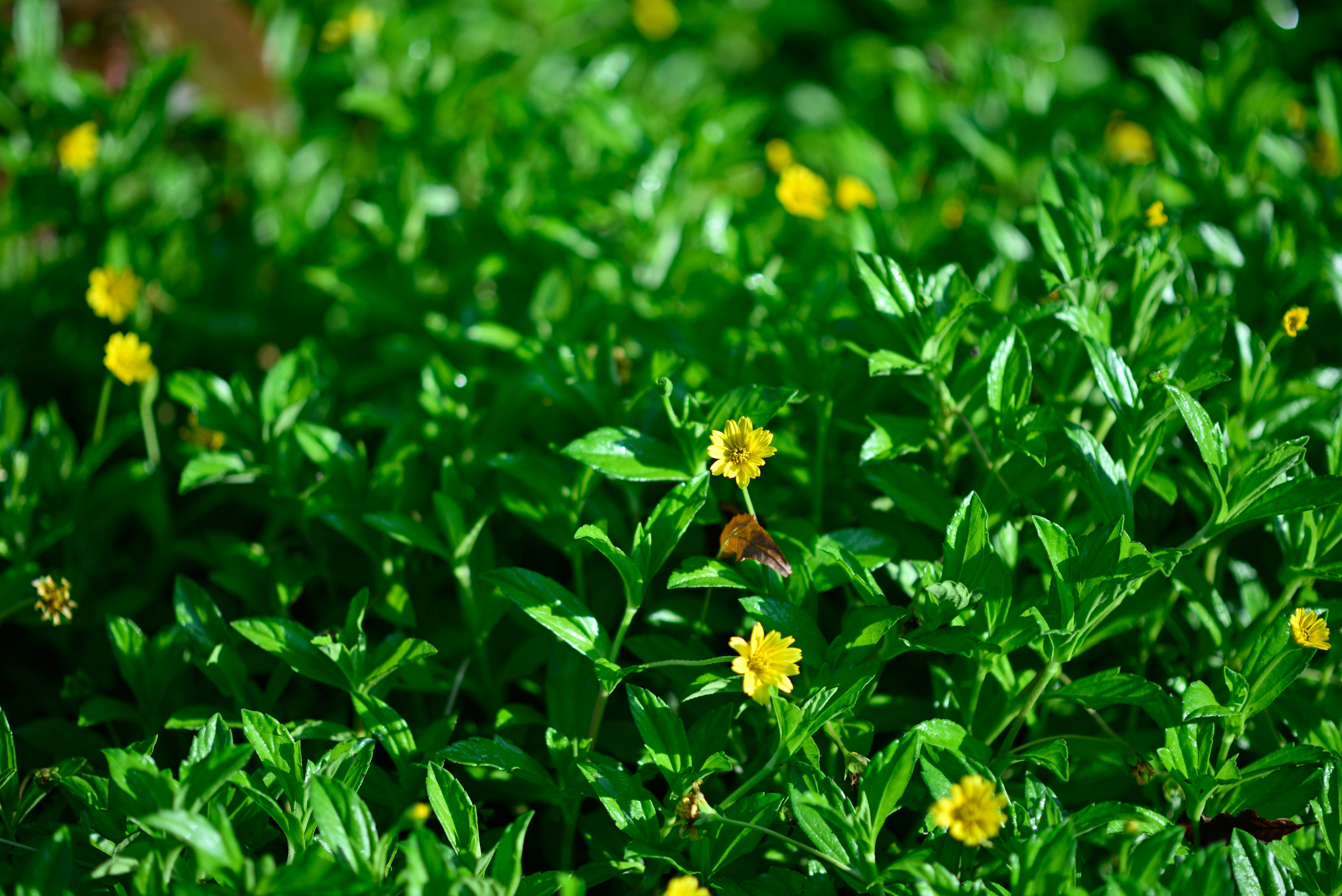 A close up of a bush with yellow flowers