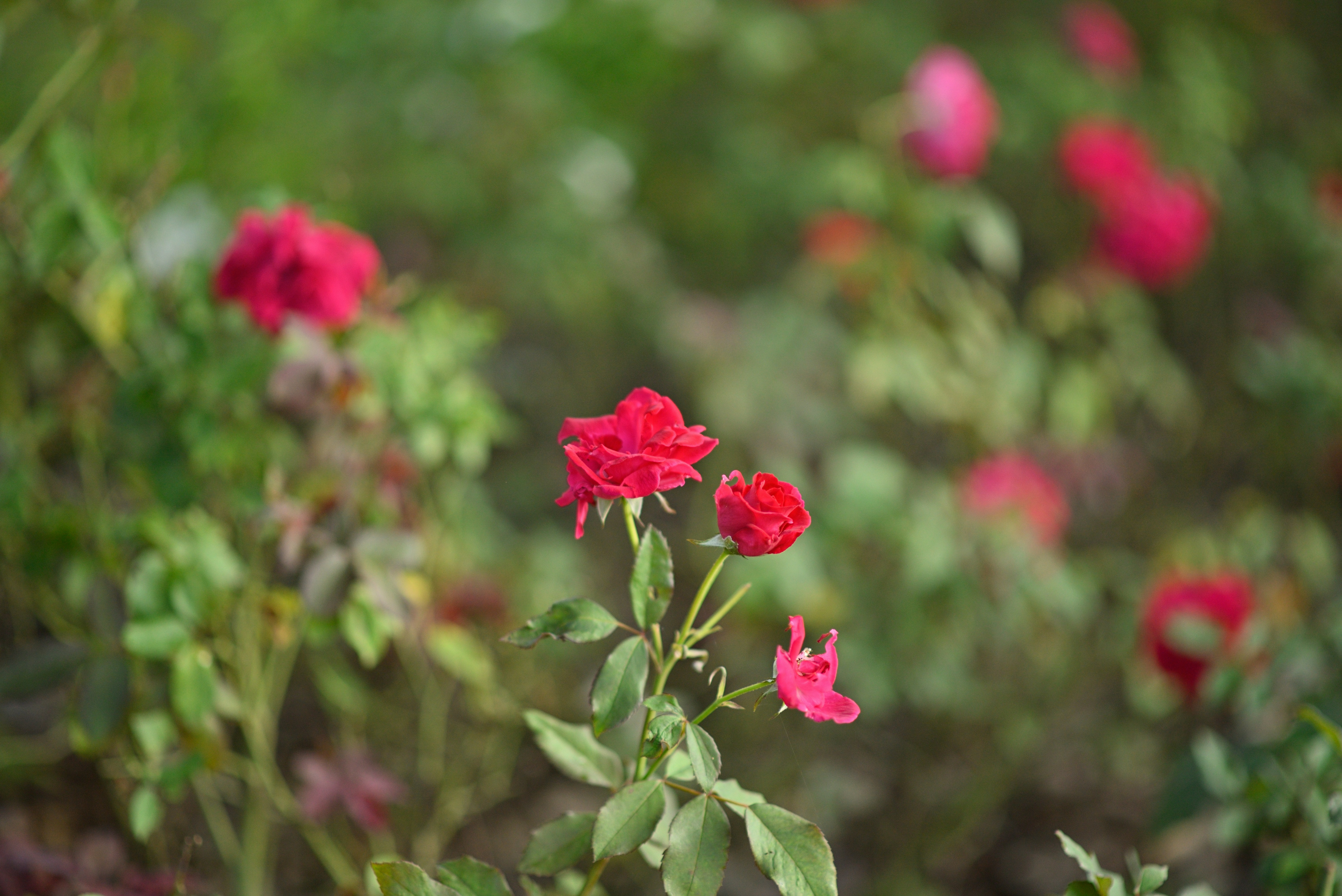 Photo by saptarangphotography