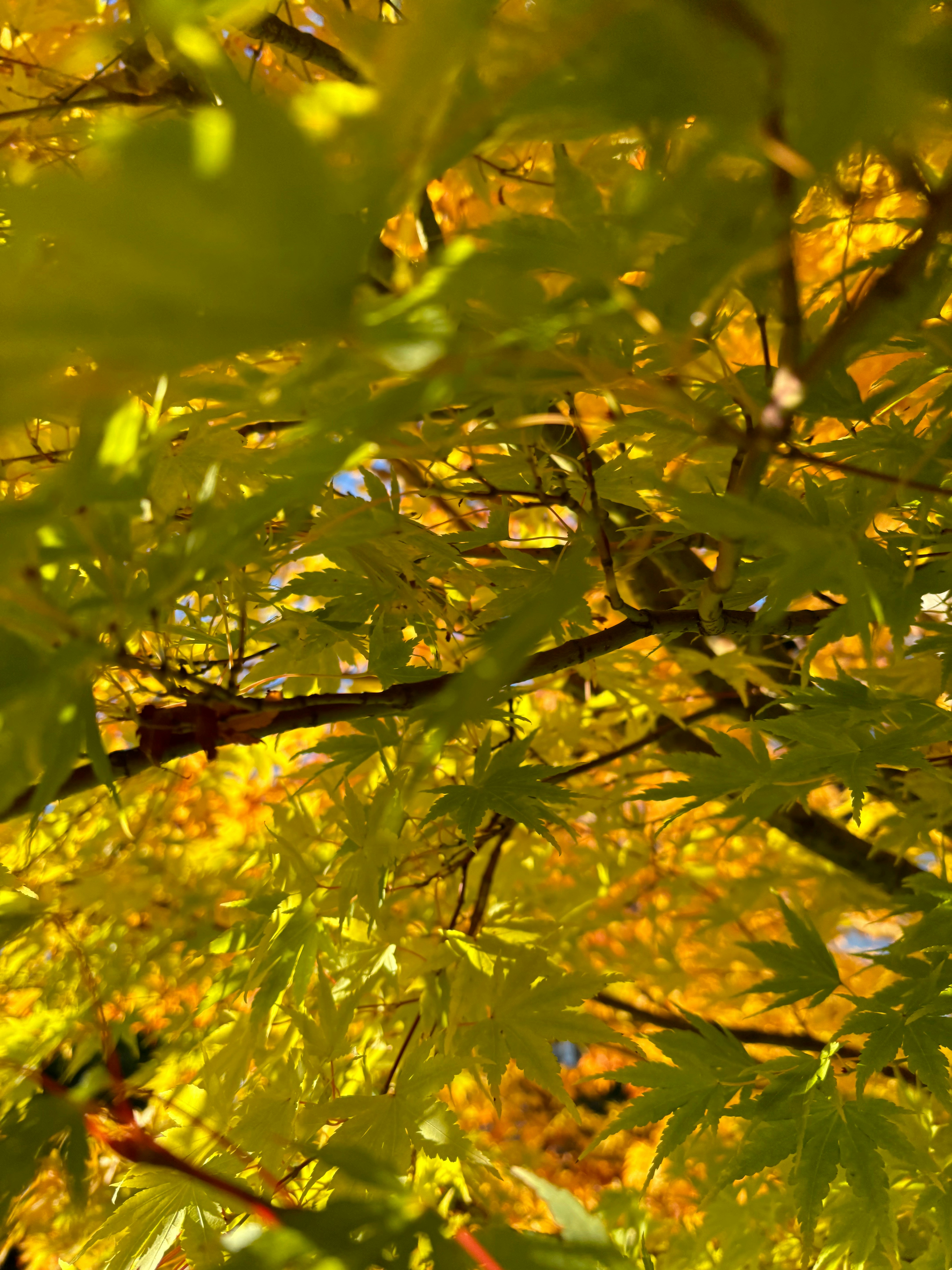 Photo by msmelaniesykes