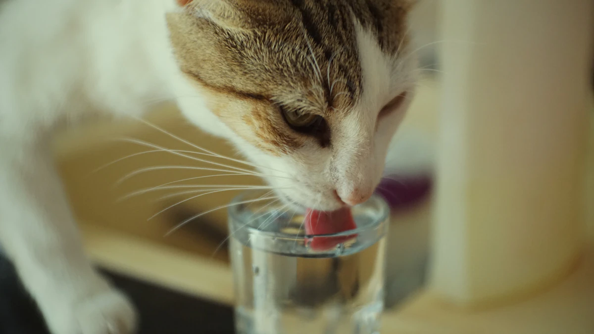 Gatto che lecca acqua da un bicchiere su un tavolo