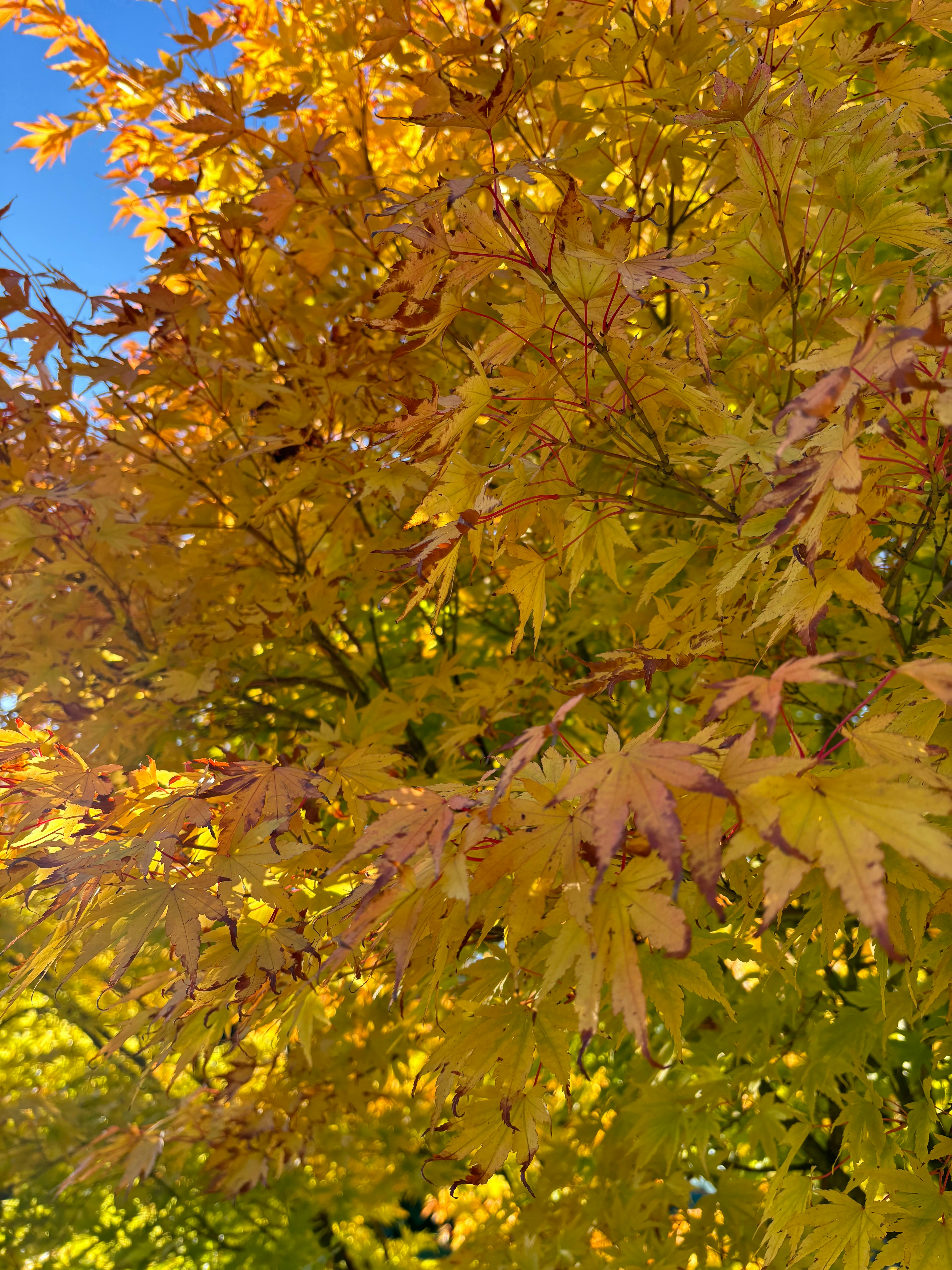 A tree with yellow leaves in the fall