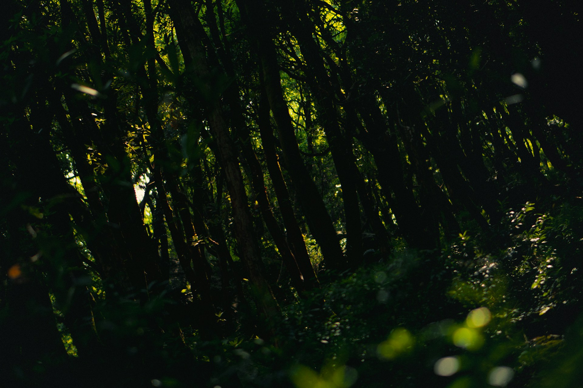 A group of trees that are next to each other