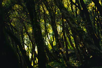 A forest filled with lots of green trees