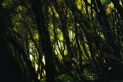 A forest filled with lots of green trees