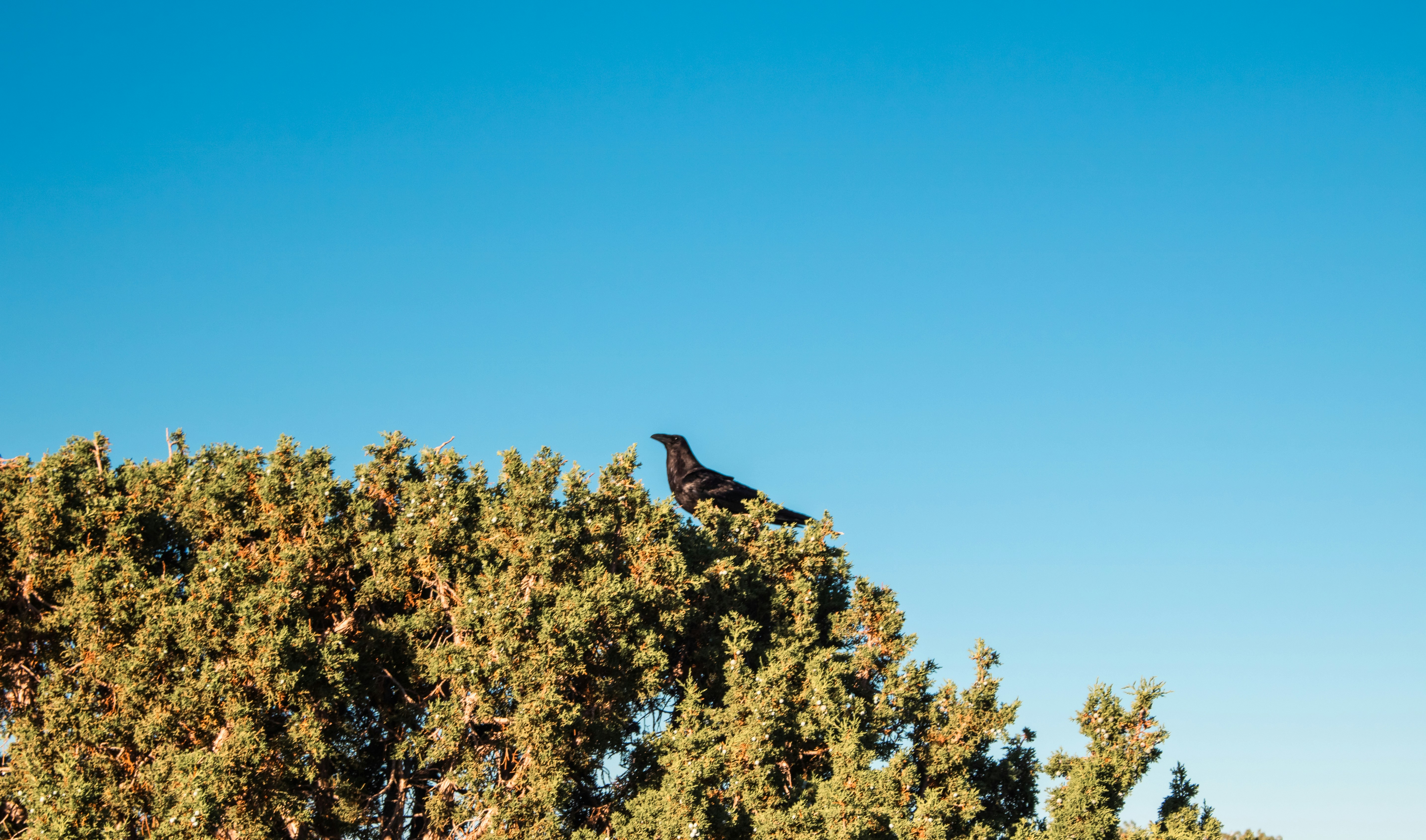 Photo by zoshuacolah