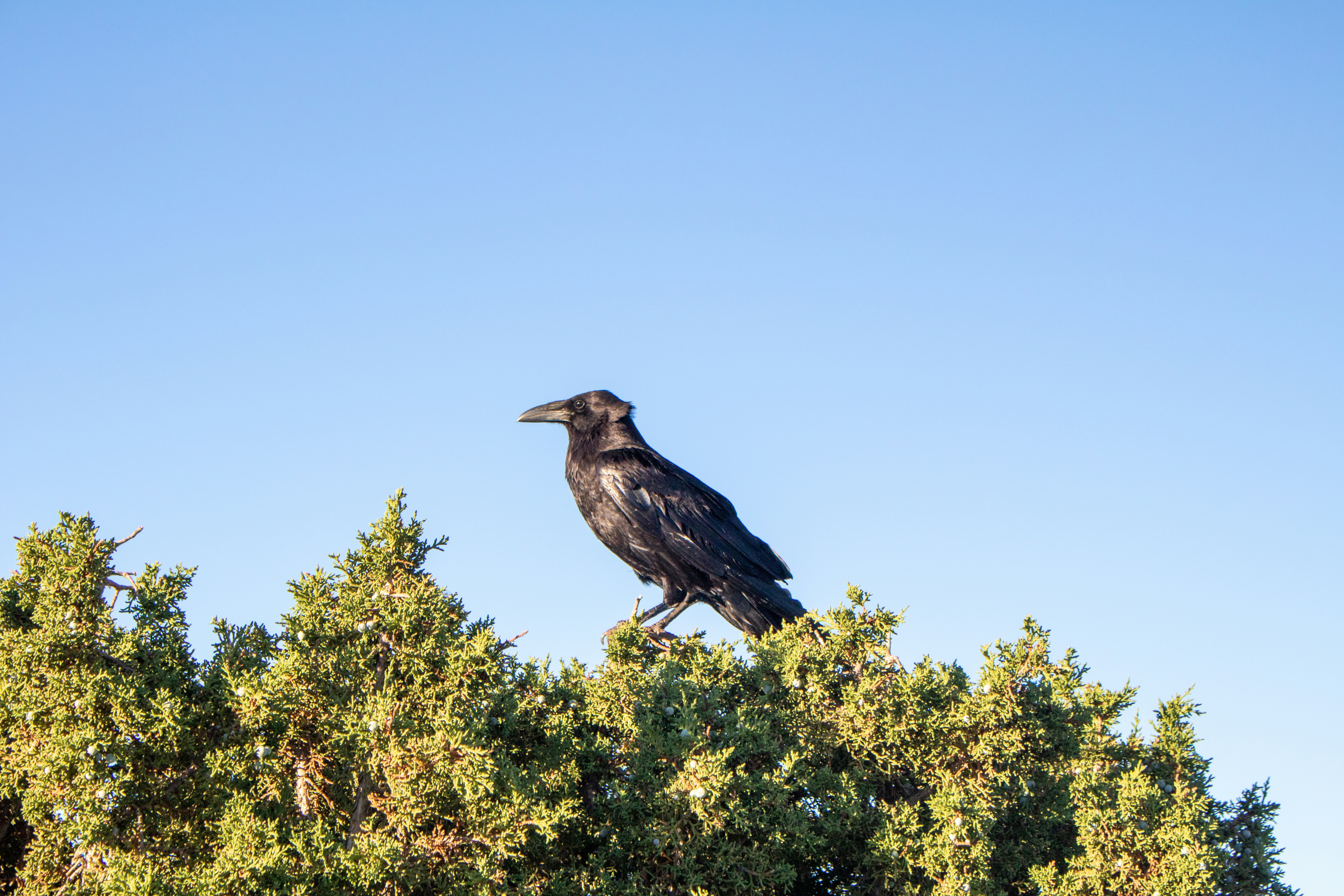 Photo by zoshuacolah