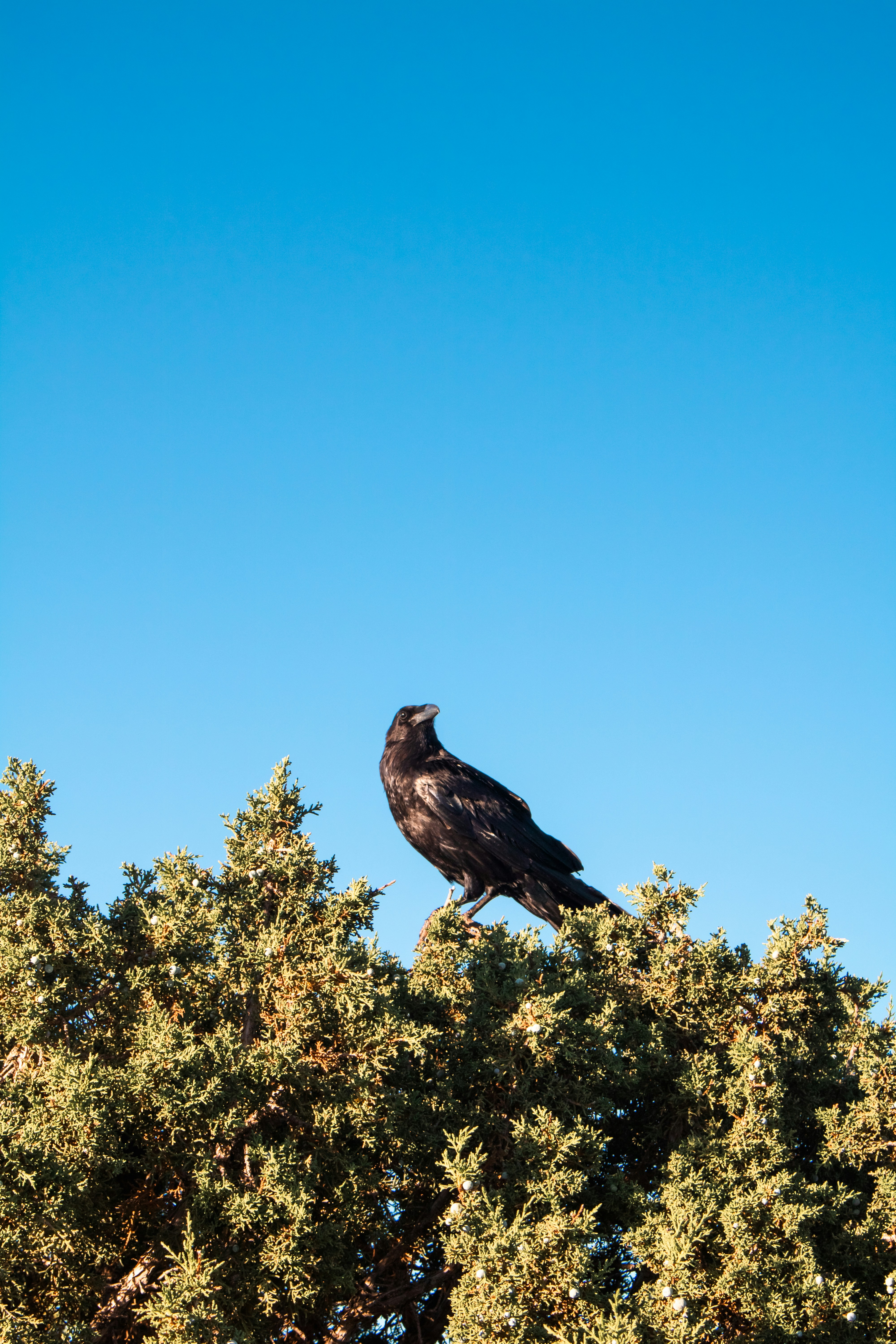 Photo by zoshuacolah