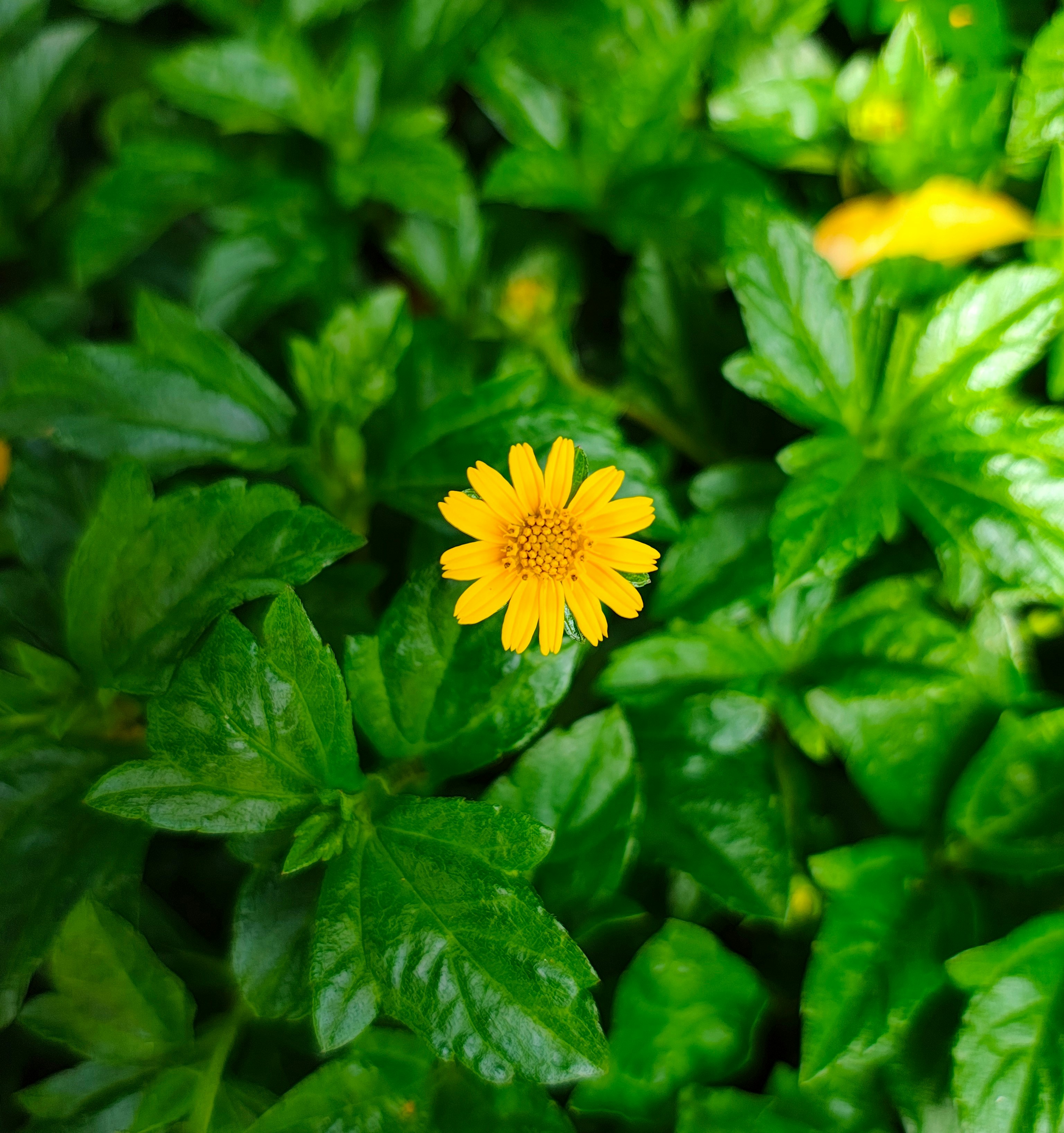 Photo by heeraharini