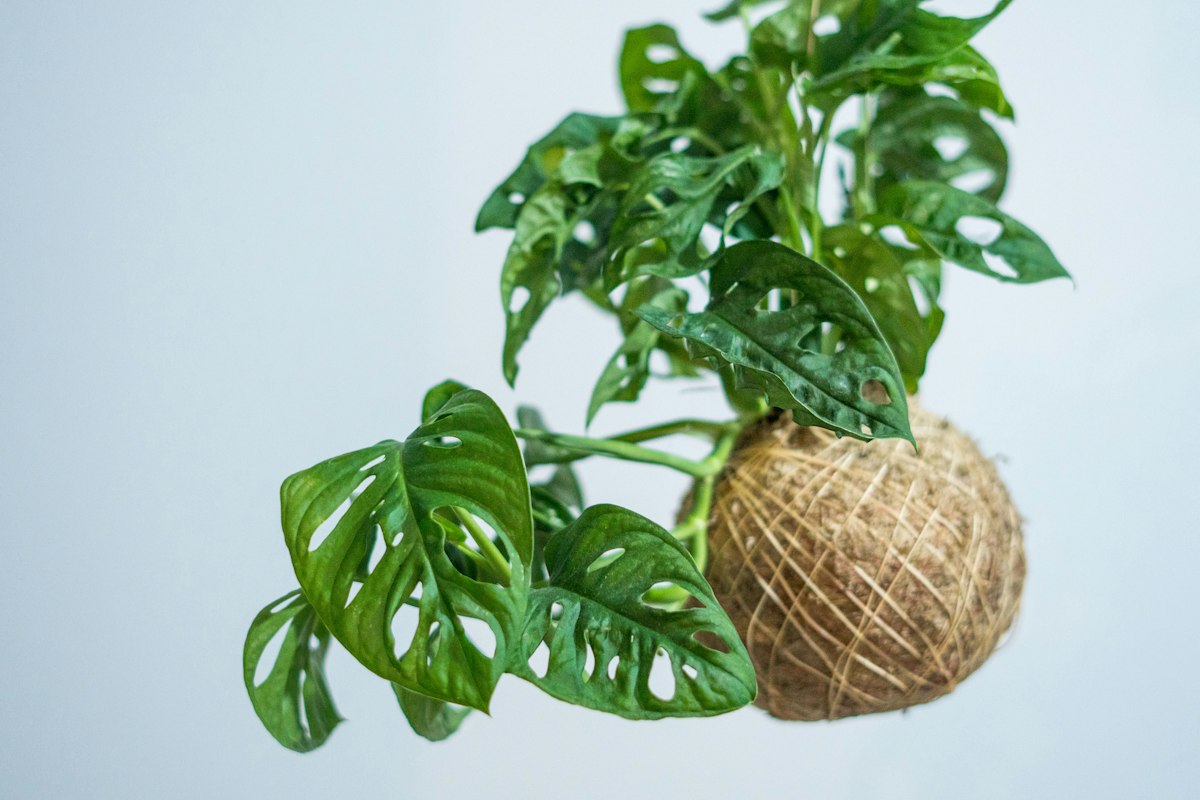 観葉植物の『気根』はなぜ出る？役割を科学的に解説