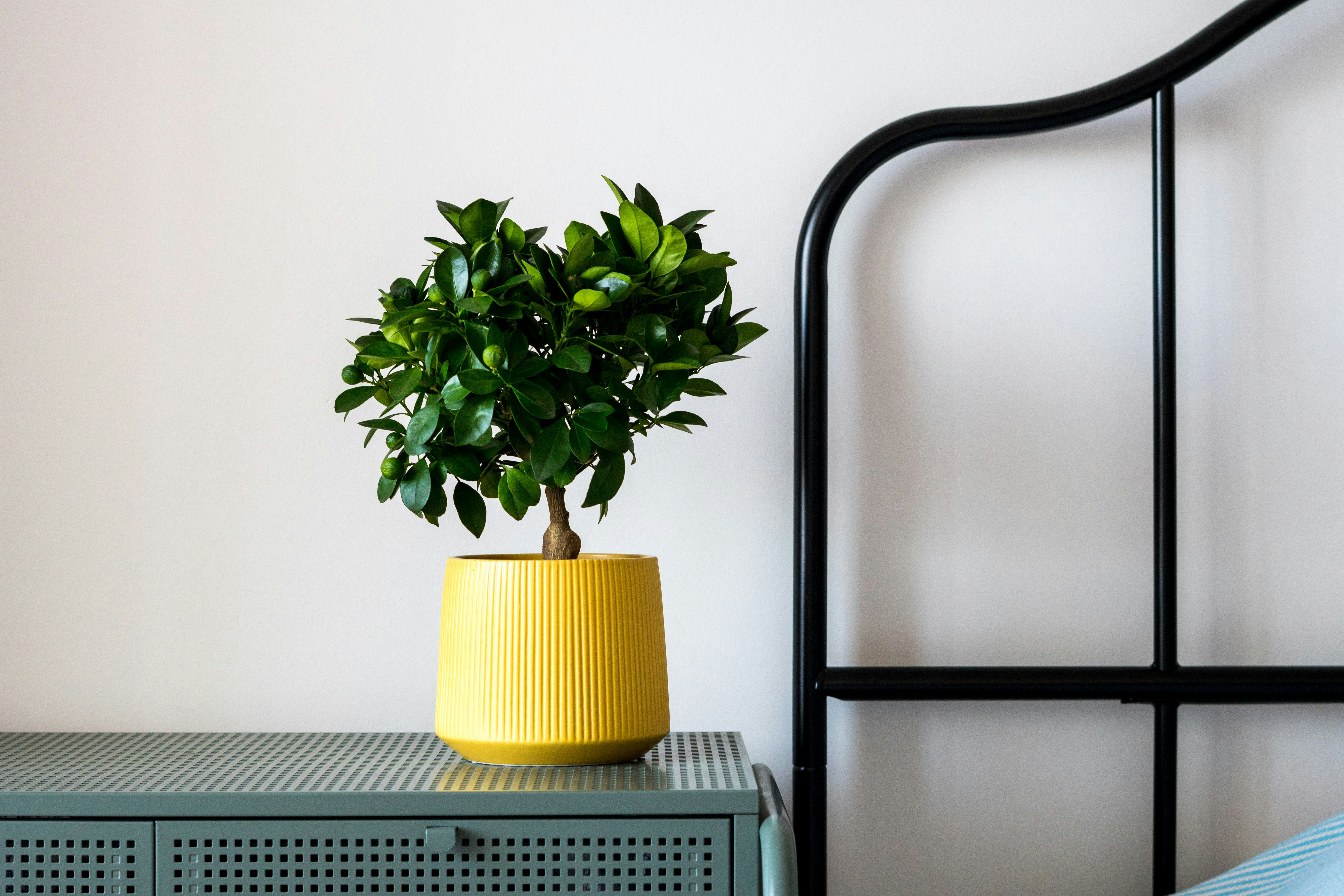 Photo by antonioaaaraujo