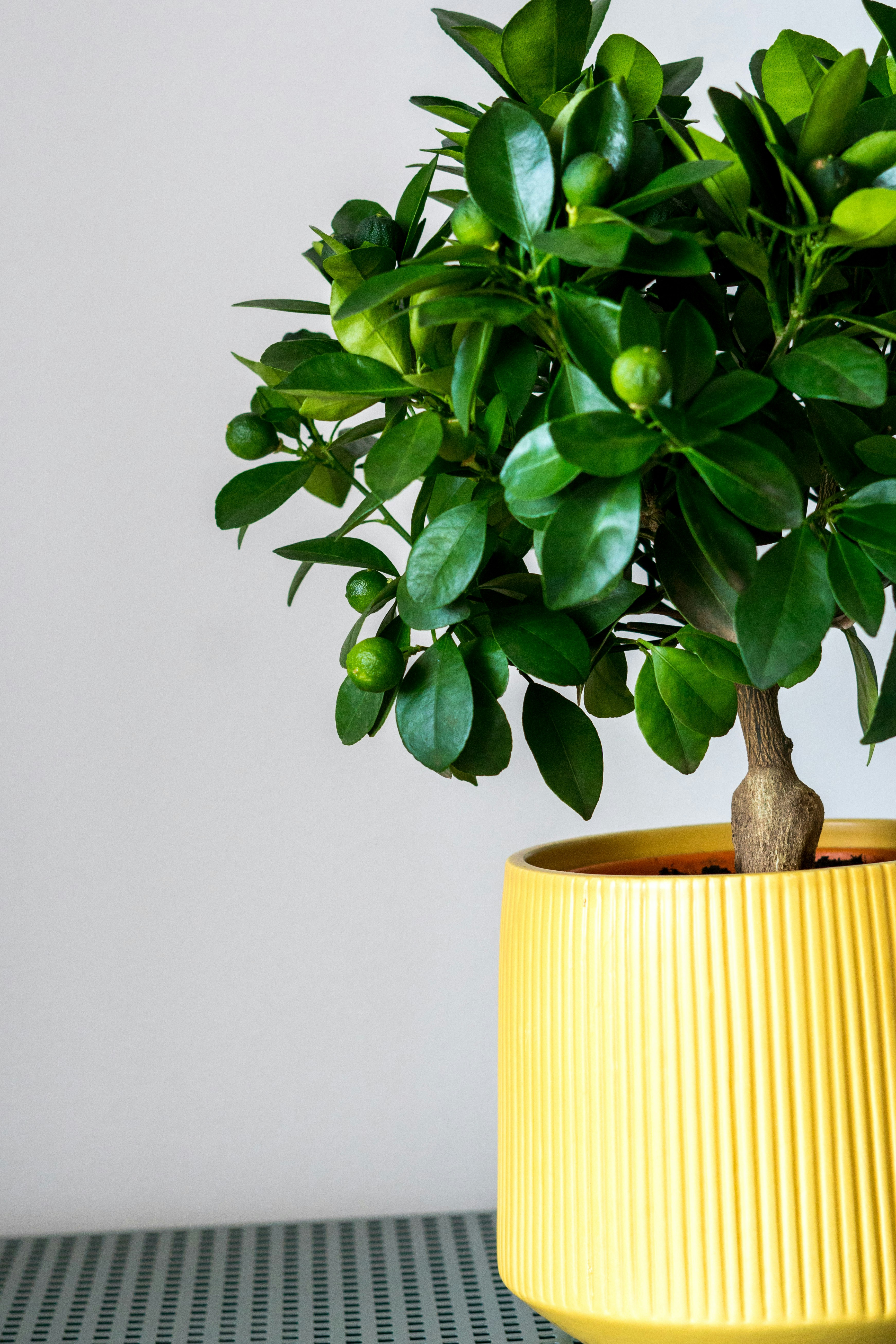 Photo by antonioaaaraujo