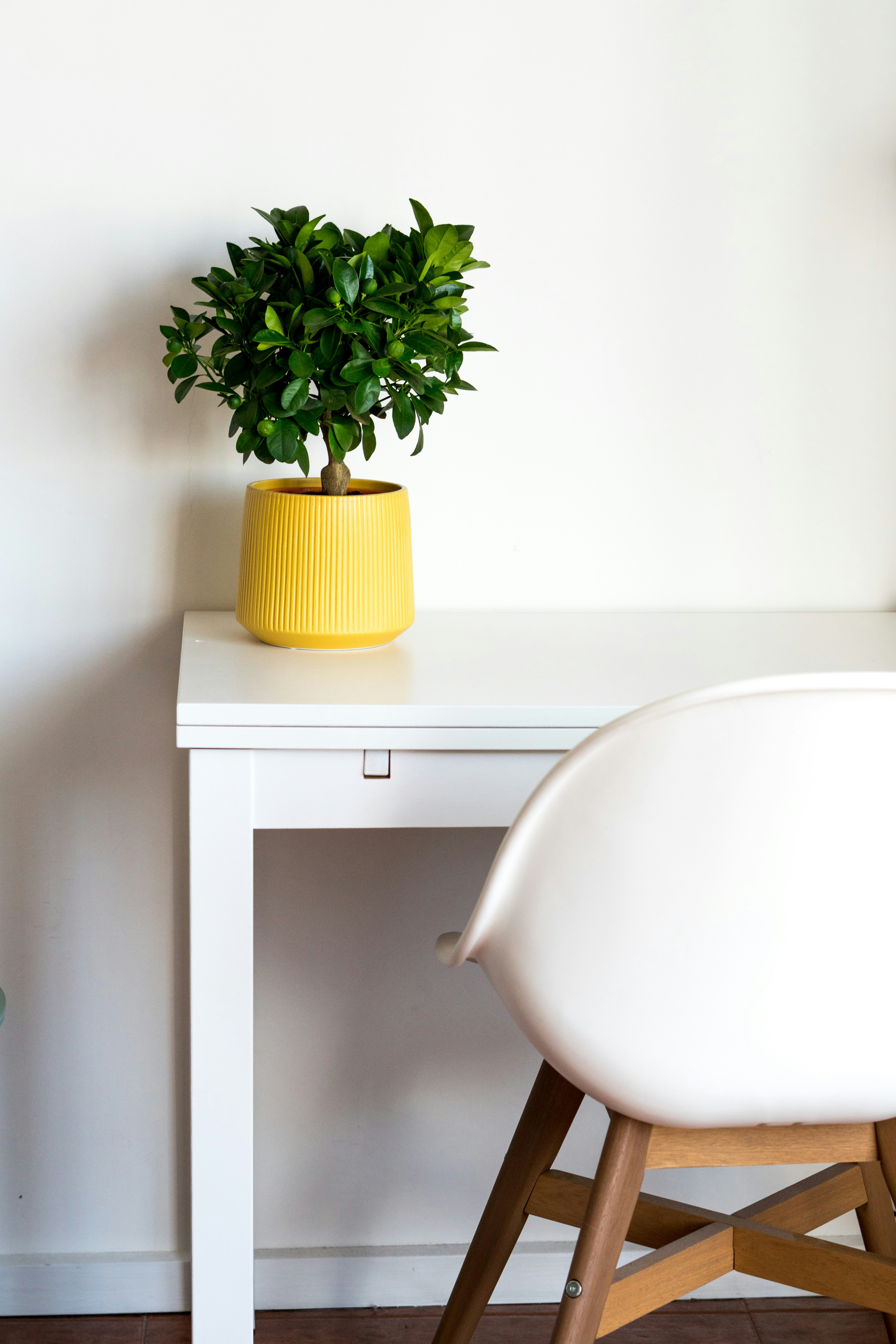 Photo by antonioaaaraujo