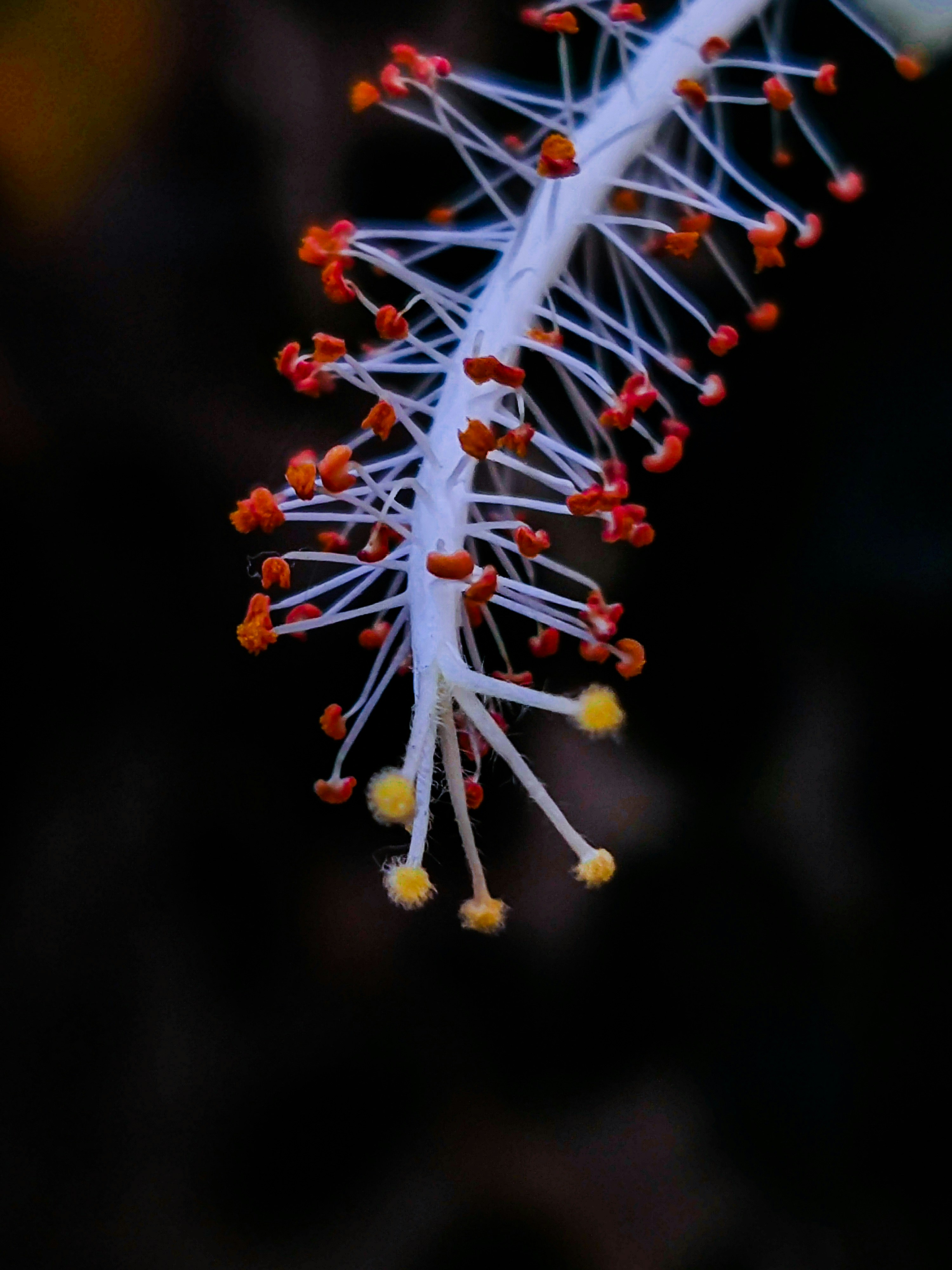 A close up of a white and red flower