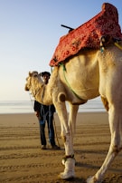 A man standing next to a camel on a beach