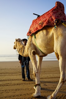 A man standing next to a camel on a beach
