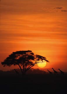 A sunset with giraffes in the foreground