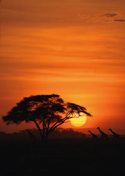 Ultra-Luxus-Safari im Amboseli