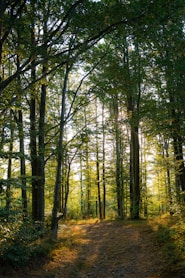 A dirt road in the middle of a forest