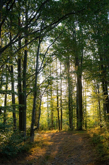 A dirt road in the middle of a forest