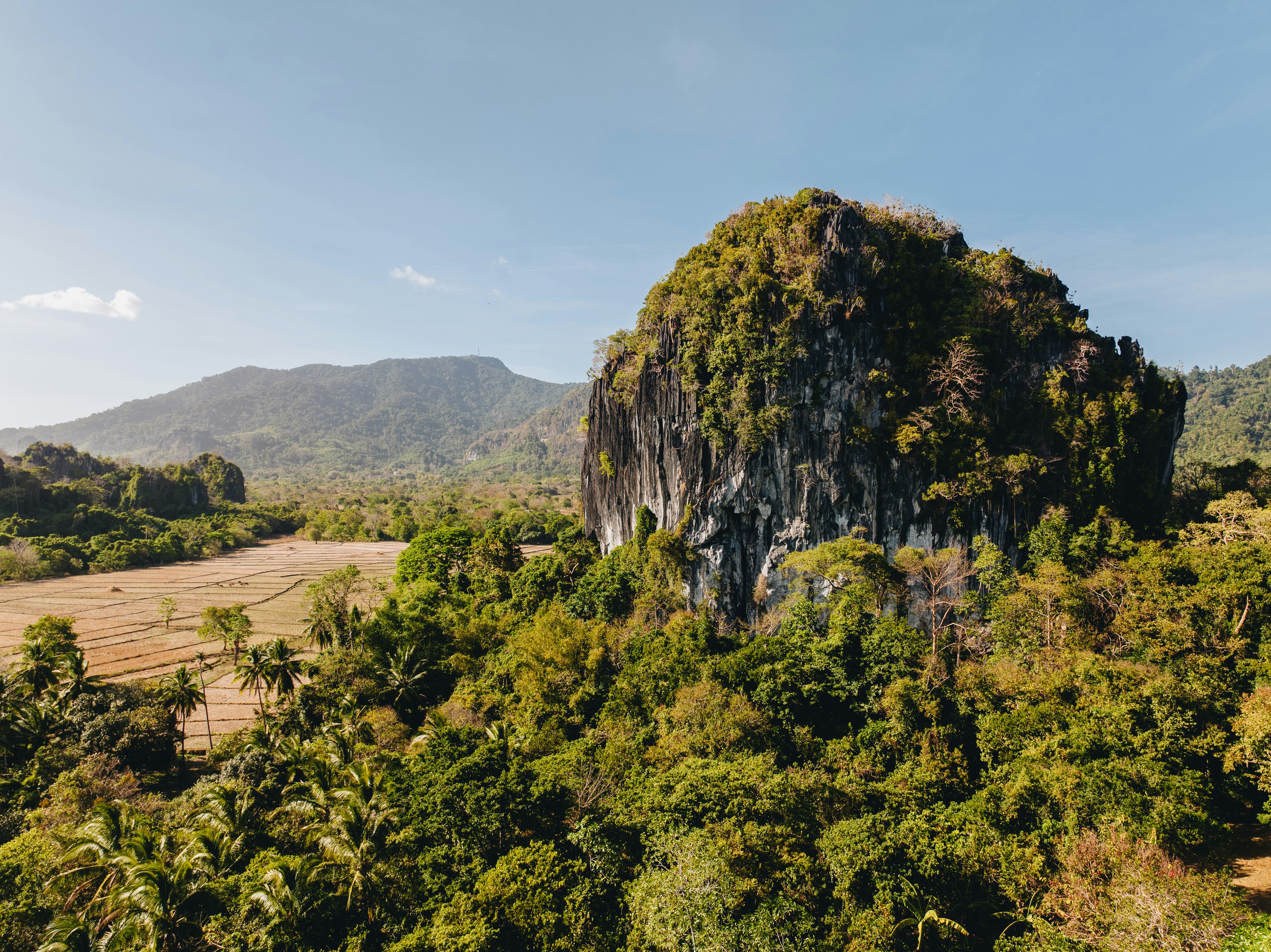 A large rock in the middle of a forest