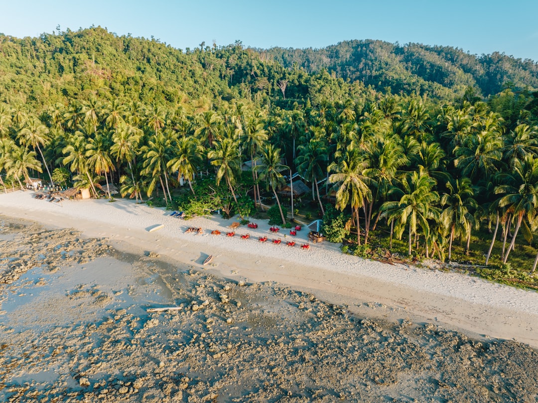 An aerial view of a beach with palm trees