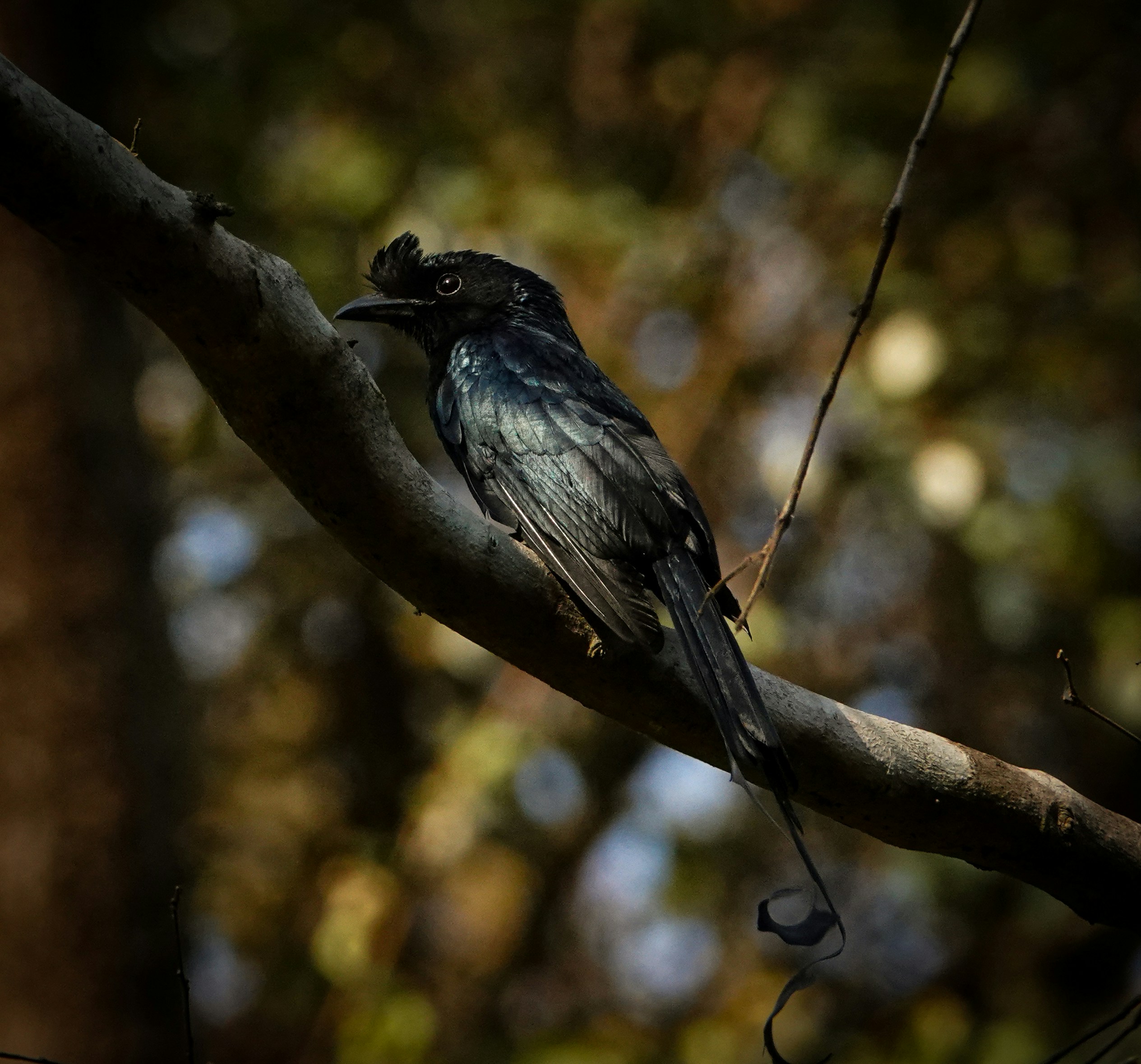 木の枝の上に座っている数羽の鳥の写真 – Unsplashの緑の無料画像