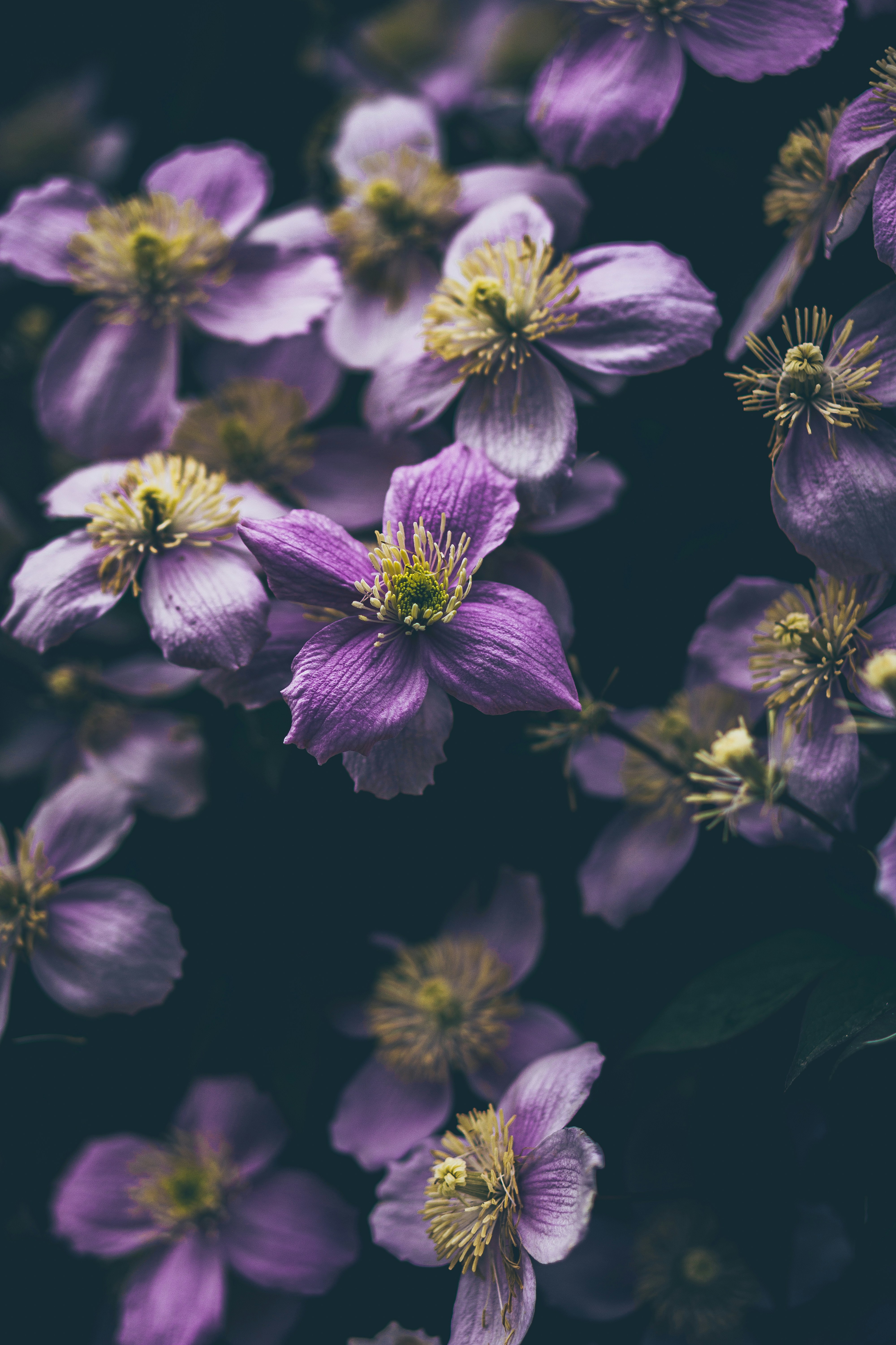 A bunch of purple flowers that are blooming