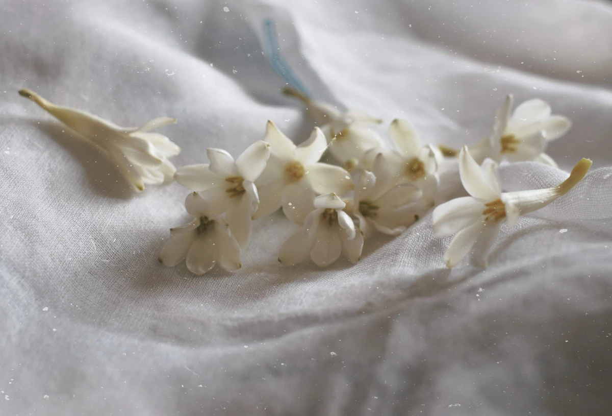 Tuberose Rajnigandha India — Night Fragrance Cut Flower Complete Guide