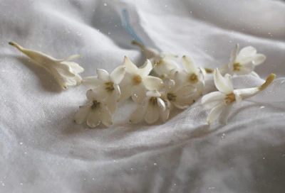 Tuberose Rajnigandha India — Night Fragrance Cut Flower Complete Guide