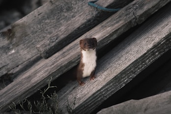 A small animal sitting on top of a wooden plank