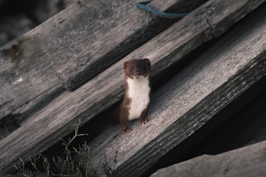 A small animal sitting on top of a wooden plank